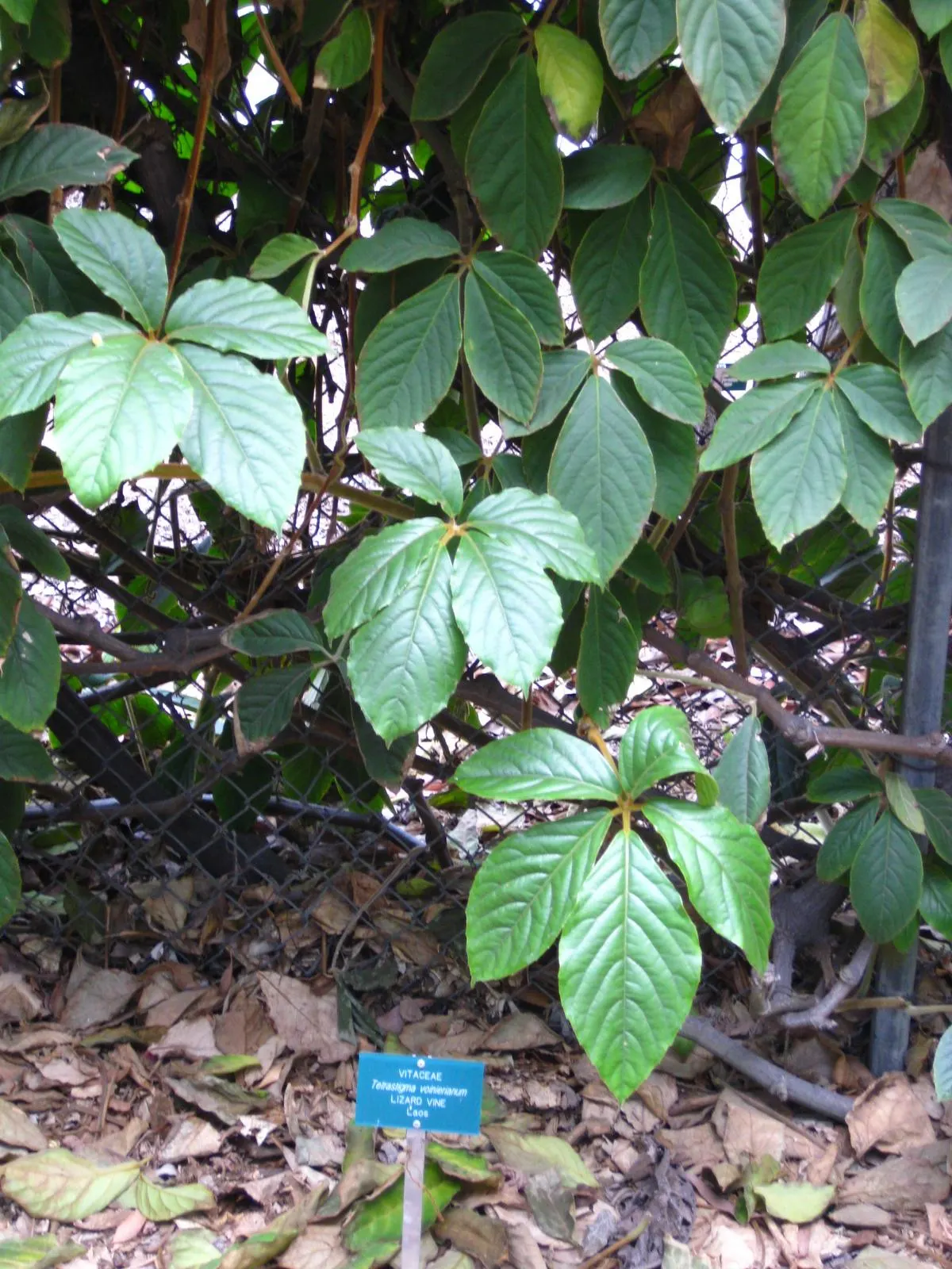 Chestnut Vine (Tetrastigma Voinierianum) — palmate leaves that span an impressive 8-12 inches across; it requires sturdy support structures such as, image 60