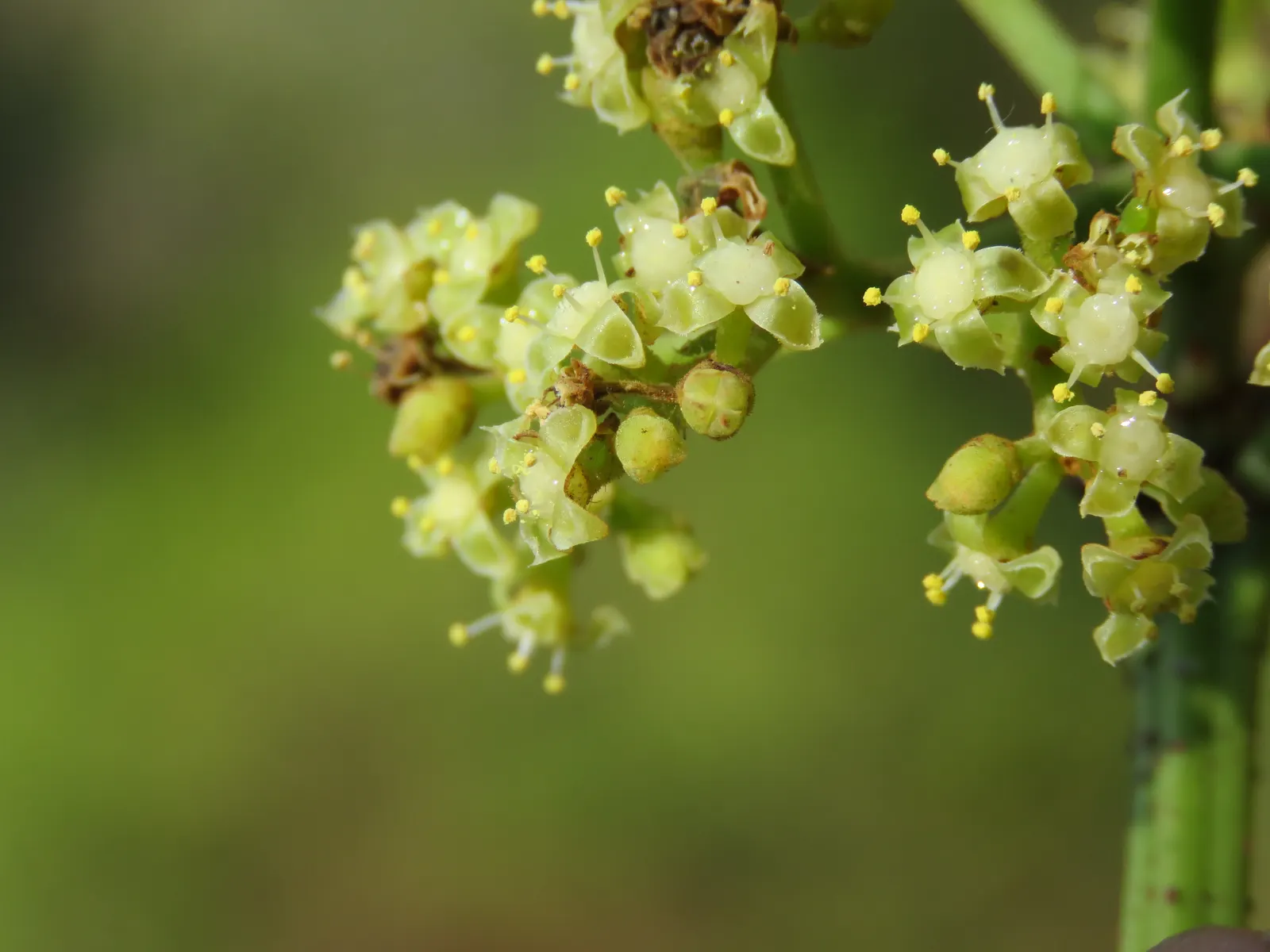 Chestnut Vine (Tetrastigma Voinierianum) — Pruning may be necessary to control its size and encourage a fuller, more manicured look