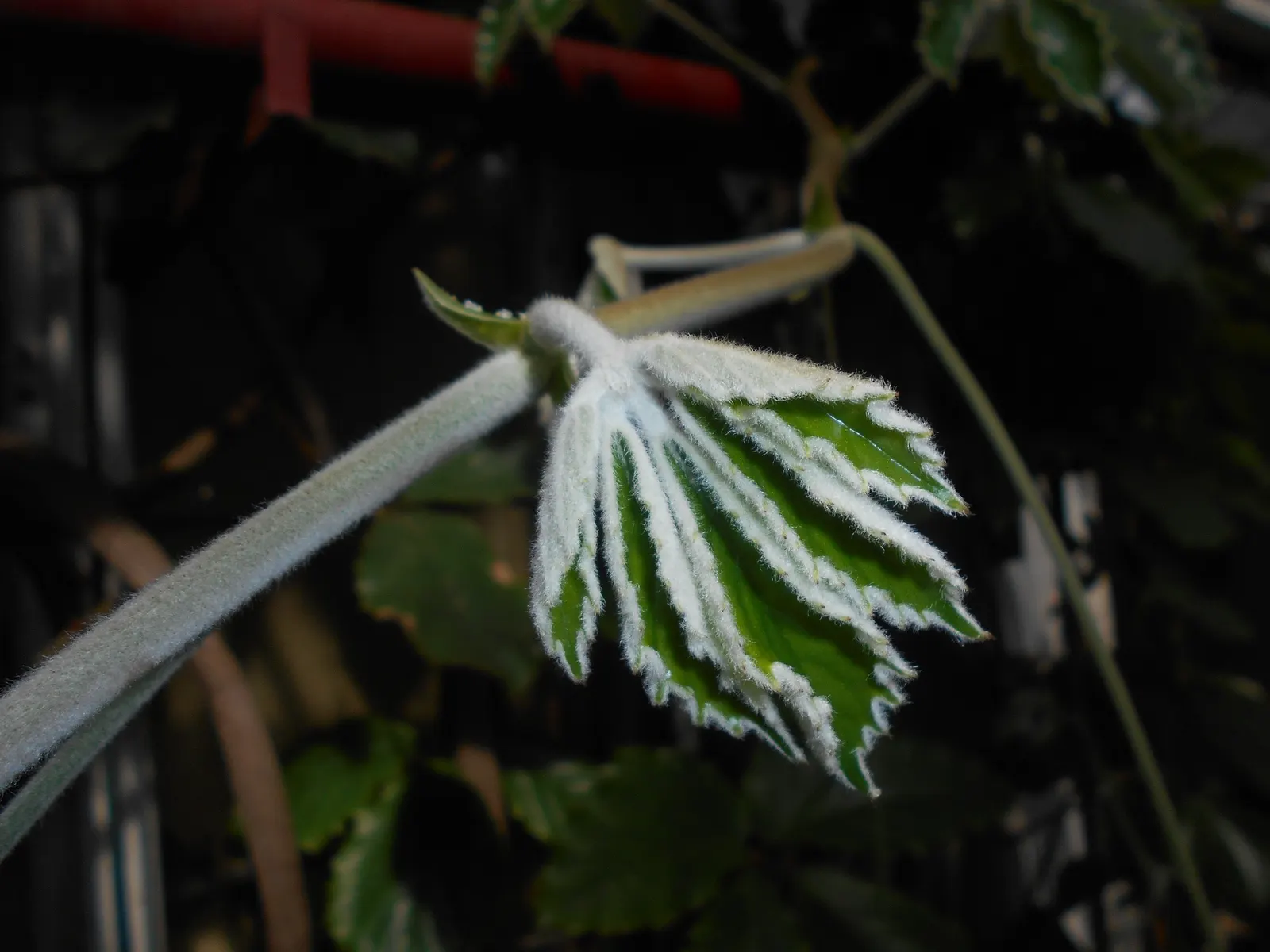 Chestnut Vine (Tetrastigma Voinierianum) — Ideal support structures could be designed using materials that complement the vine's verdant foliage; it thrives in