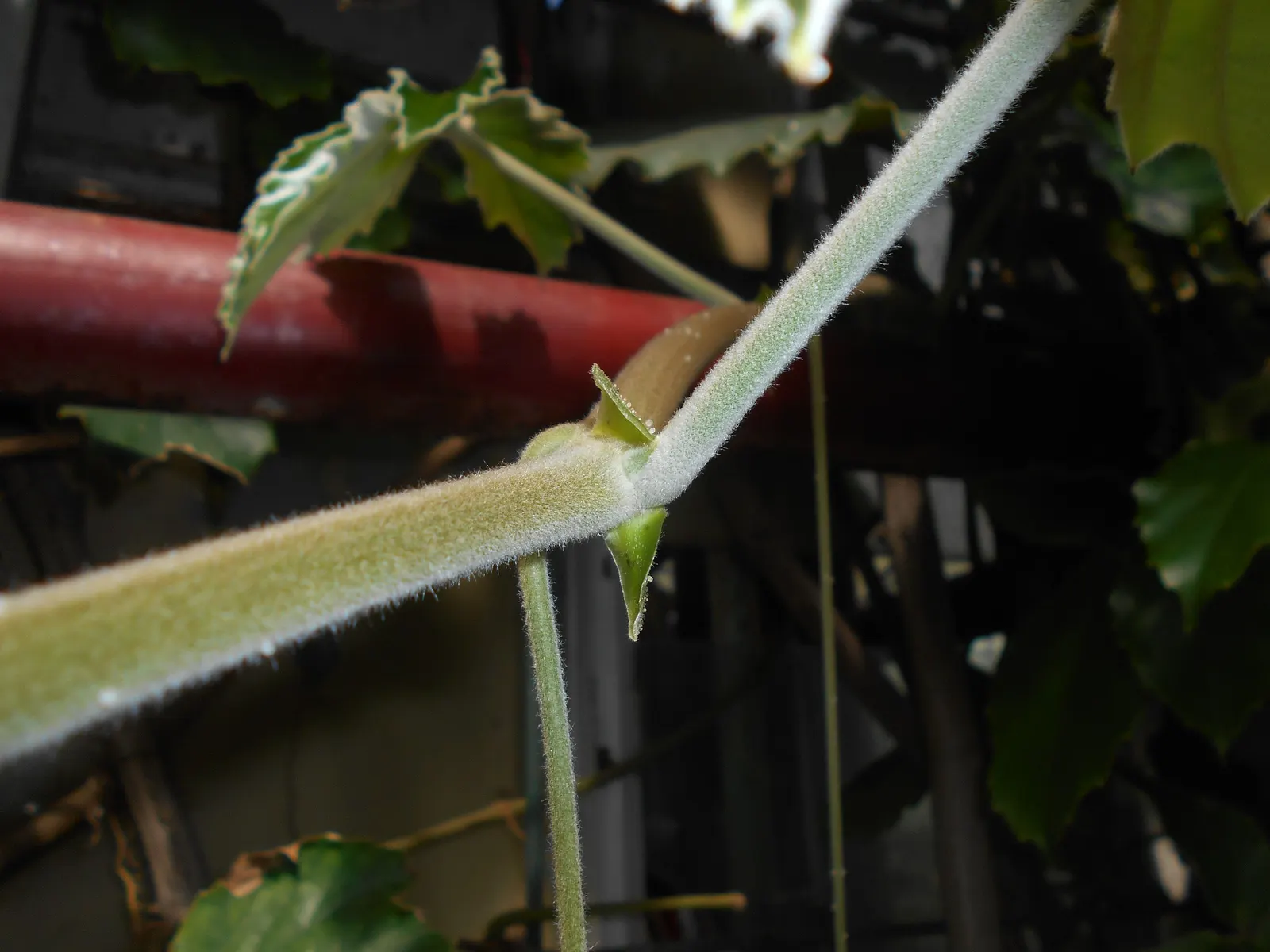 Chestnut Vine (Tetrastigma Voinierianum) — scientifically named Tetrastigma voinierianum; pruning may be necessary to control its size and, image 57