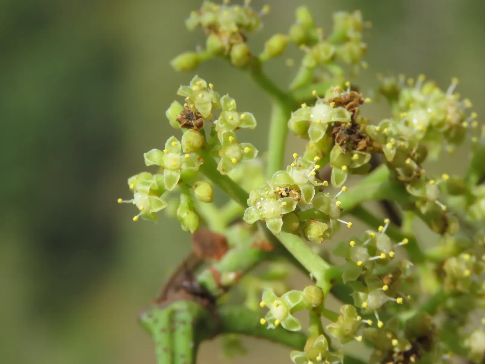 Chestnut Vine (Tetrastigma Voinierianum) — is a robust evergreen climber native to the lush forests of Southeast Asia; ideal for tropical-themed landscapes