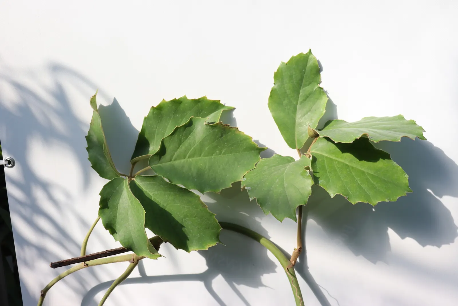Chestnut Vine (Tetrastigma Voinierianum) — it is important to consider the growth characteristics of the Chestnut Vine