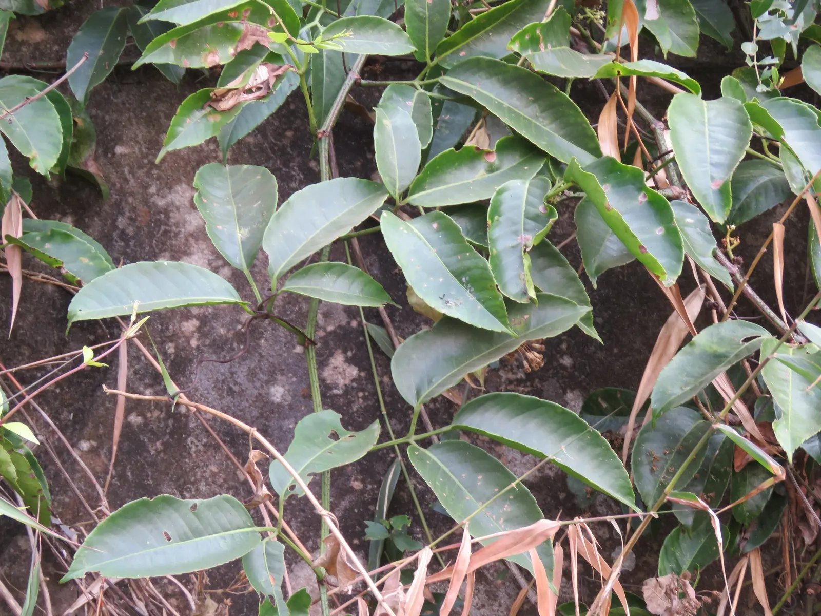 Chestnut Vine (Tetrastigma Voinierianum) — It is a fast-growing species that can reach lengths of over 50 feet if left unpruned; large palmate, image 65