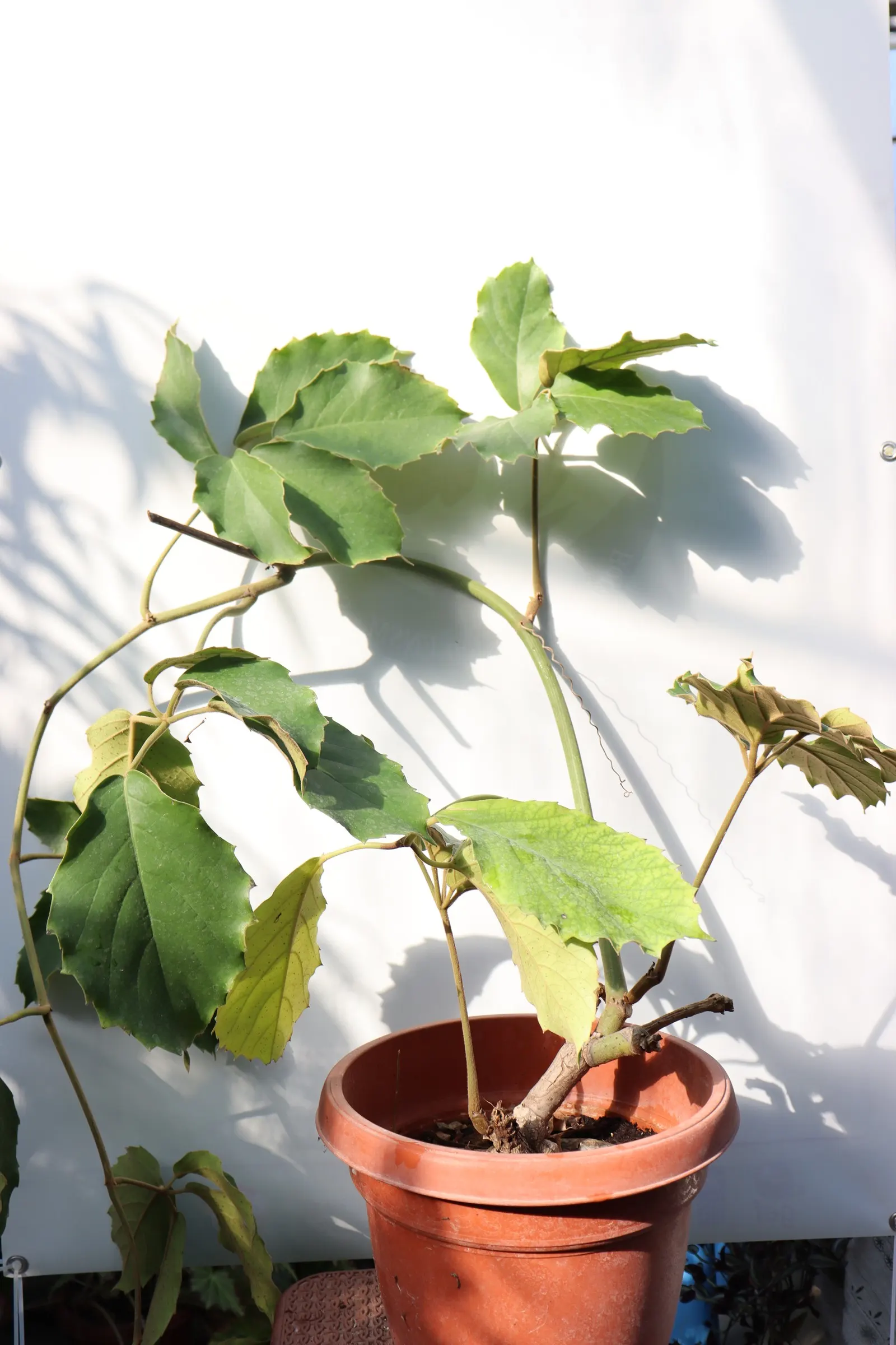 Chestnut Vine (Tetrastigma Voinierianum) — palmate leaves that span an impressive 8-12 inches across; it requires sturdy support structures such as arbors