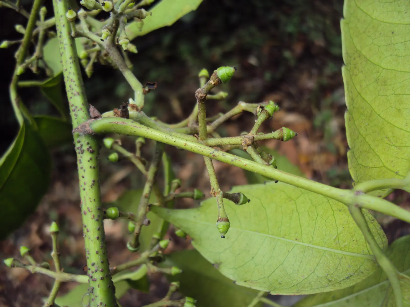 Chestnut Vine (Tetrastigma Voinierianum) — or walls to accommodate its twining habit