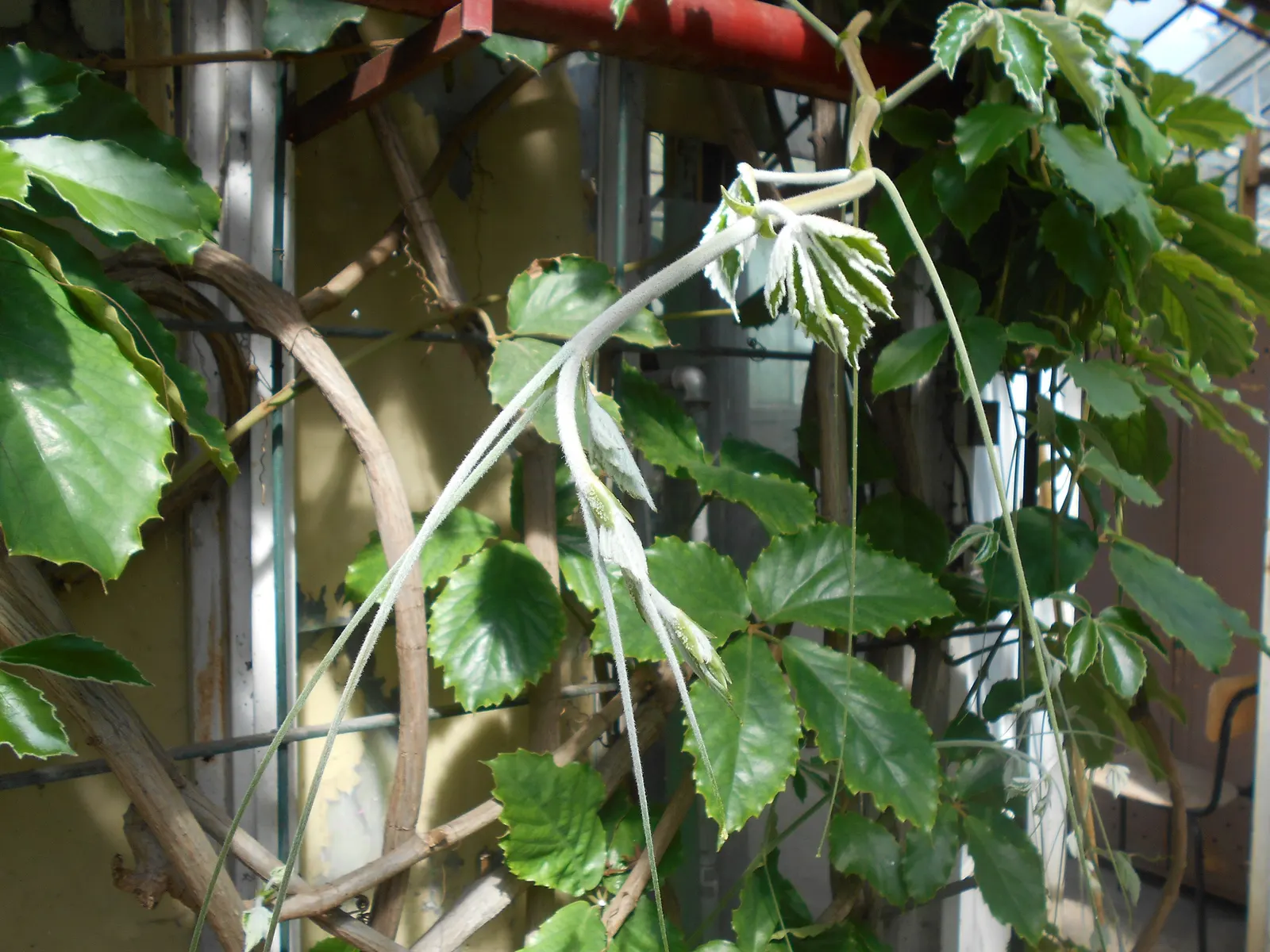 Chestnut Vine (Tetrastigma Voinierianum) — scientifically named Tetrastigma voinierianum