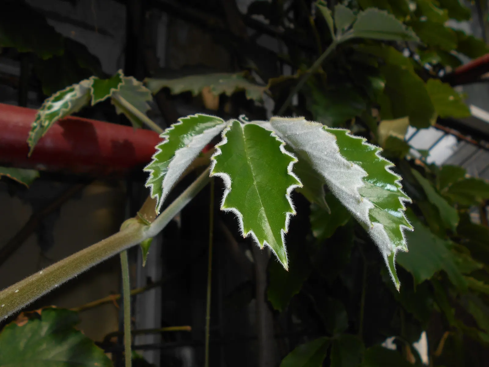 Chestnut Vine (Tetrastigma Voinierianum) — large palmate leaves that can measure up to 12 inches across; each leaf comprised of five to seven, image 52