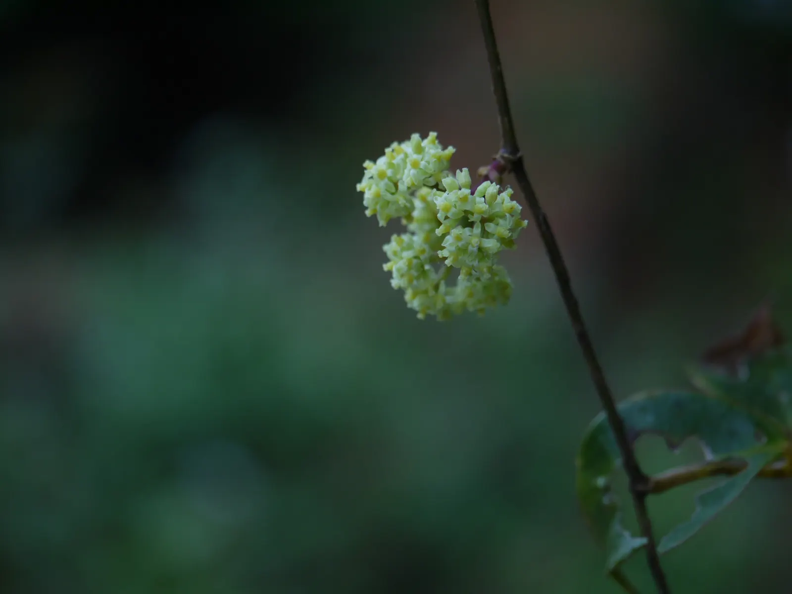 Chestnut Vine (Tetrastigma Voinierianum) — this vine requires sturdy support as it can reach extents of over 20 feet; vine for deep shade or half, image 54