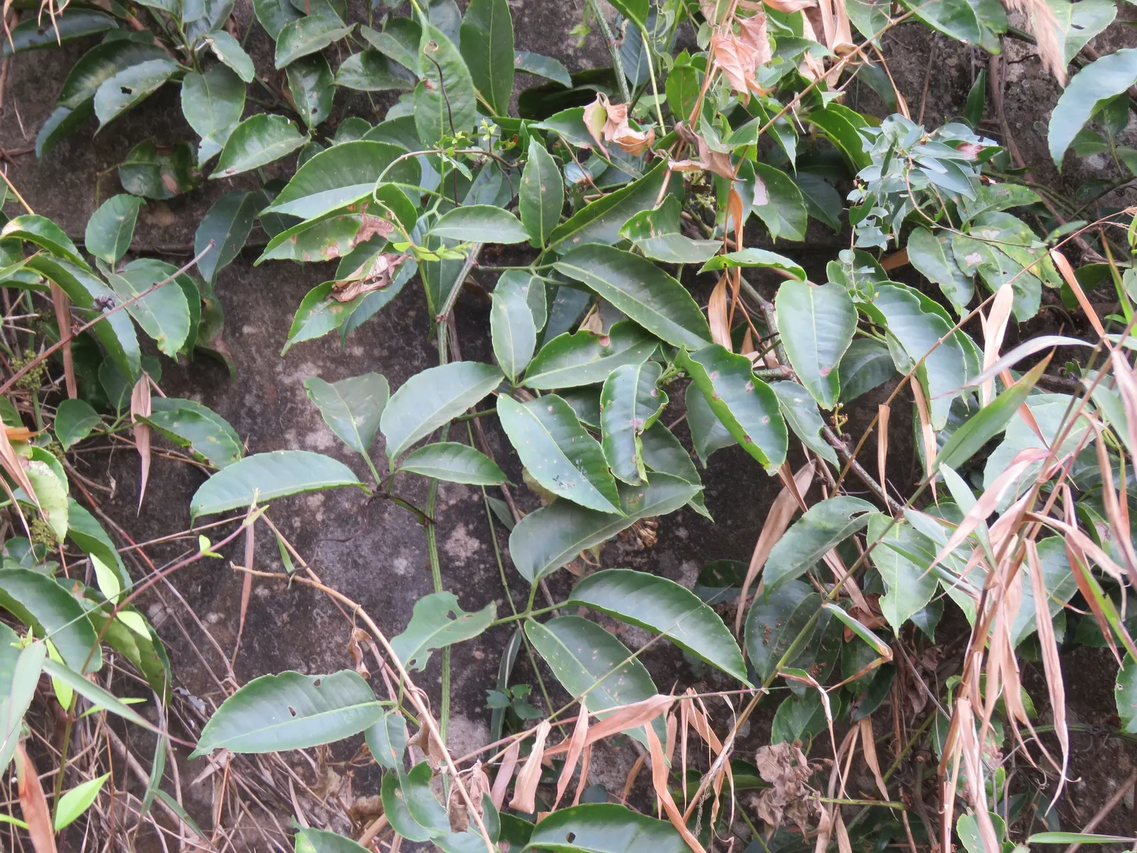 Chestnut Vine (Tetrastigma Voinierianum) — each leaf comprised of five to seven pointed; vine with white blooms, image 61