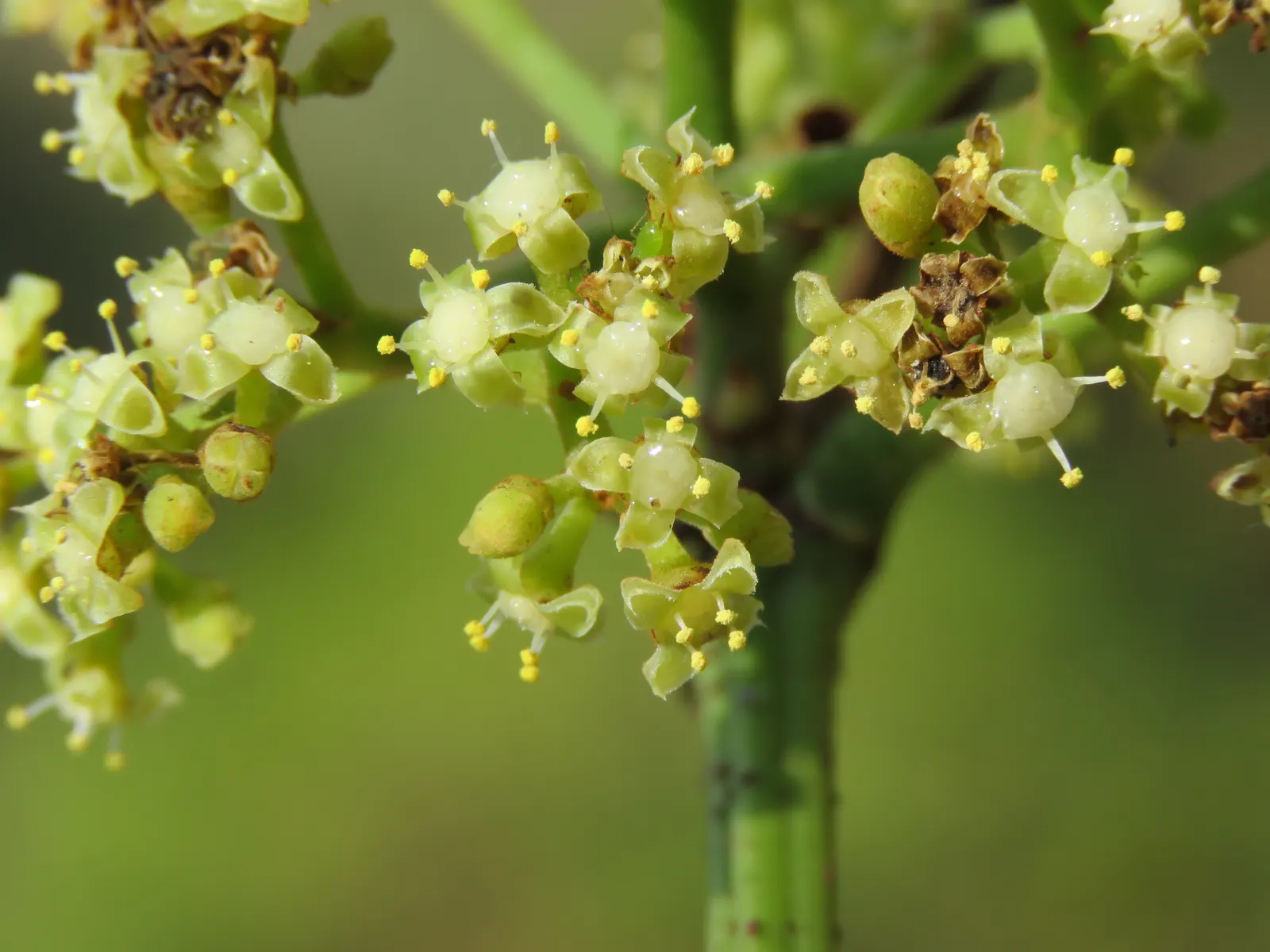 Chestnut Vine (Tetrastigma Voinierianum) — hence the common name.<br><br>When creating a landscape design, image 38