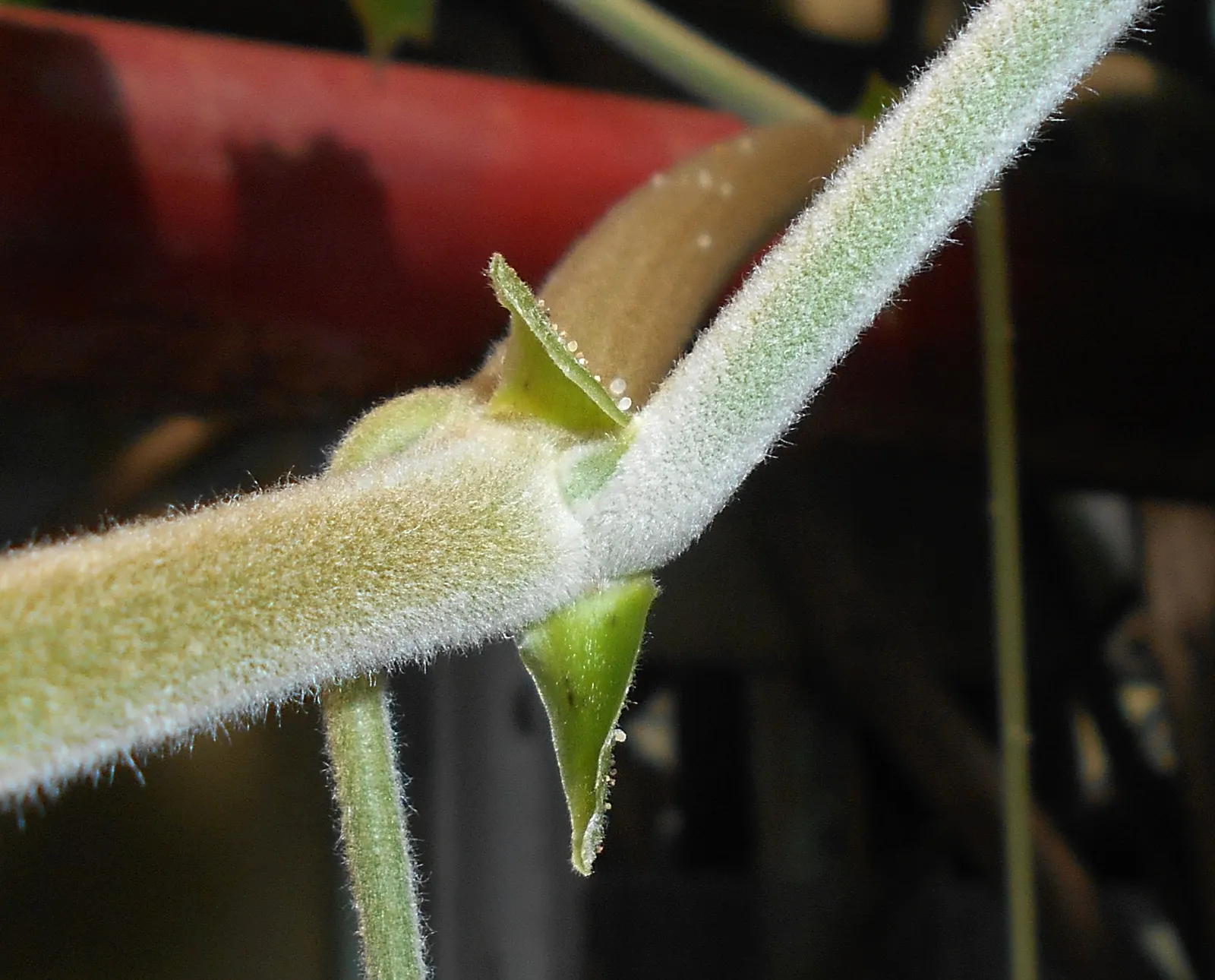 Chestnut Vine (Tetrastigma Voinierianum) — Ideal support structures could be designed using materials that complement the vine's verdant foliage