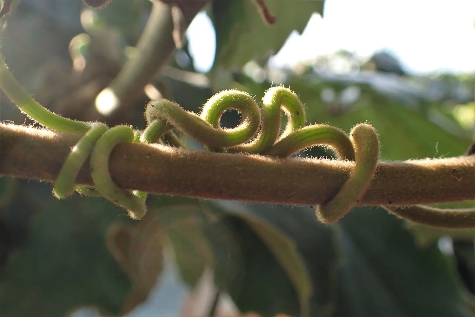 Chestnut Vine (Tetrastigma Voinierianum) — it's worth noting that in the right conditions - meaning a warm