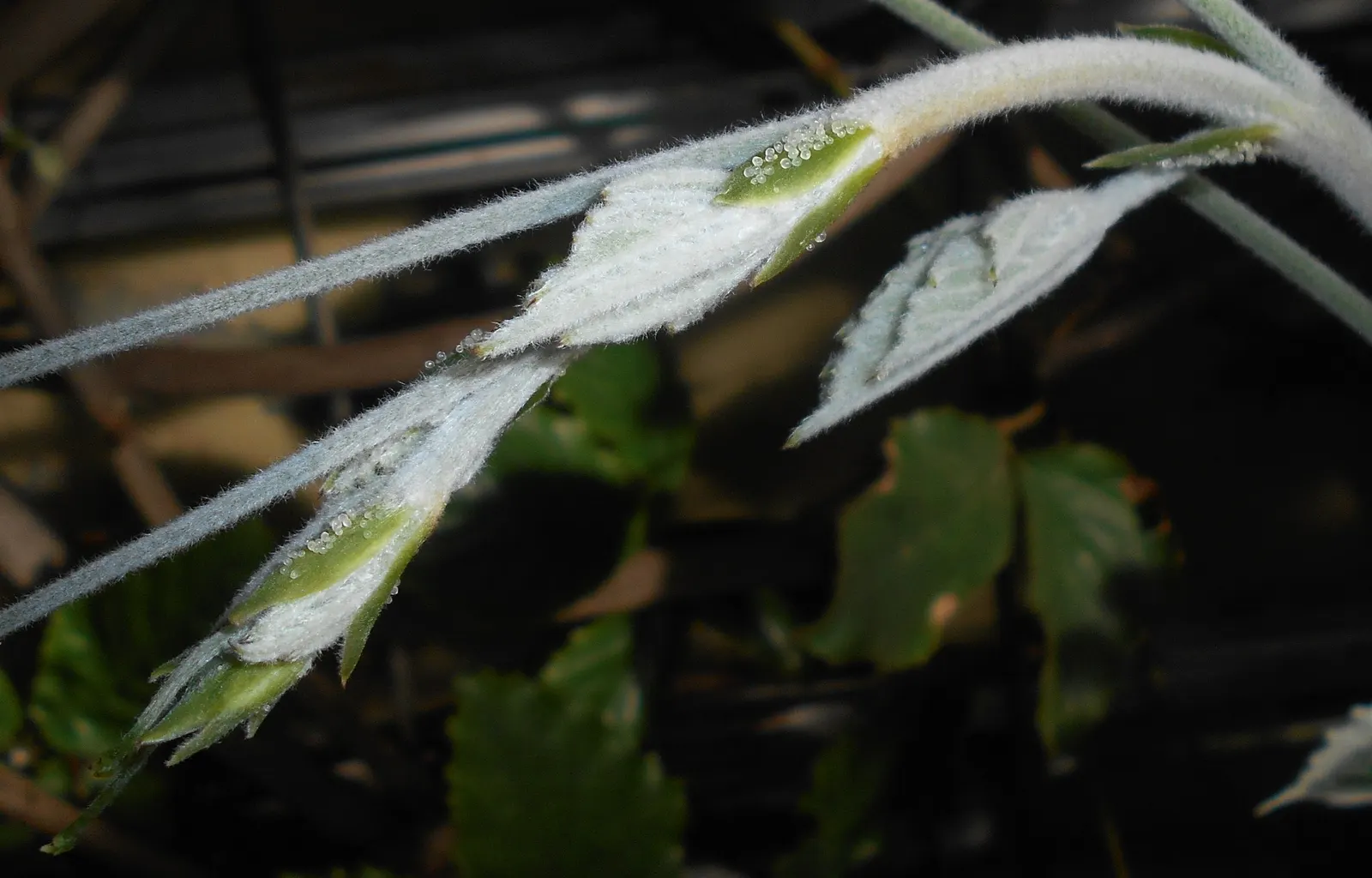 Chestnut Vine (Tetrastigma Voinierianum) — this vine requires sturdy support as it can reach extents of over 20 feet