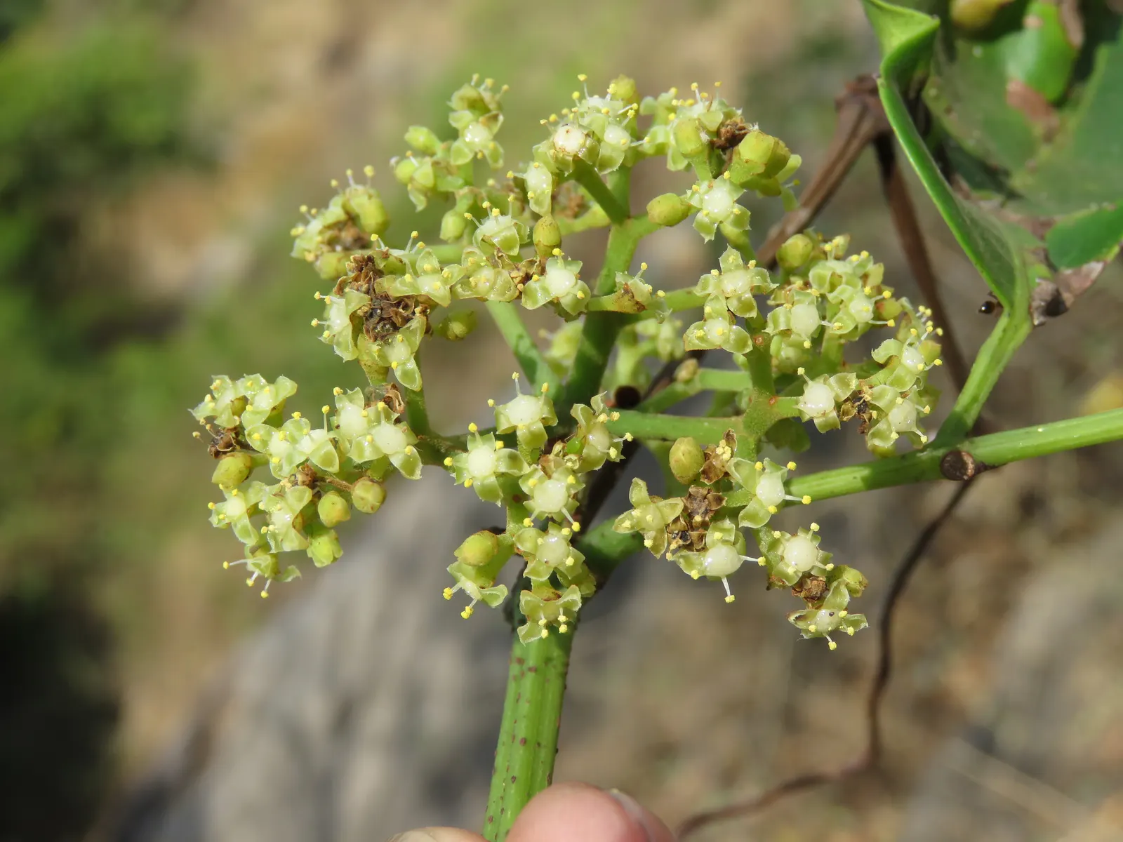 Chestnut Vine (Tetrastigma Voinierianum) — It thrives in well-draining soil and partial to full sun exposure, creating a dense green canopy, image 55
