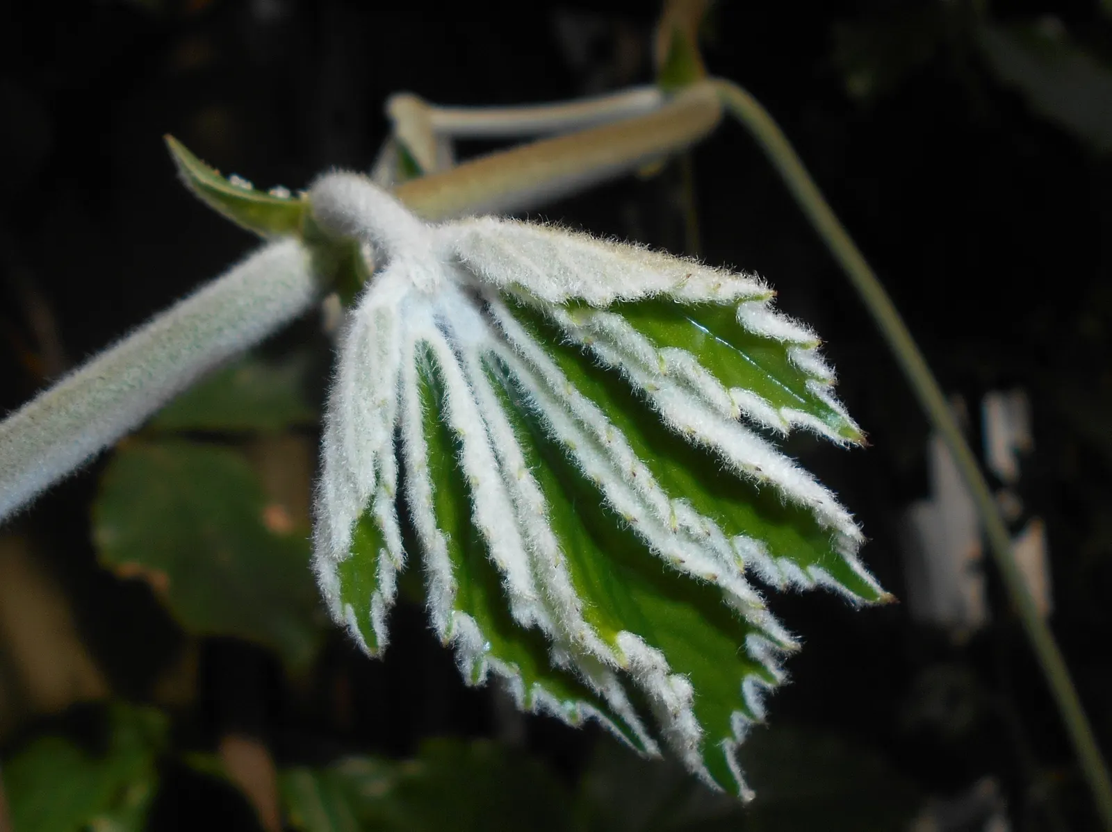 Chestnut Vine (Tetrastigma Voinierianum) — vine with white blooms; it is a fast-growing species that can reach lengths of over 50 feet if left unpruned