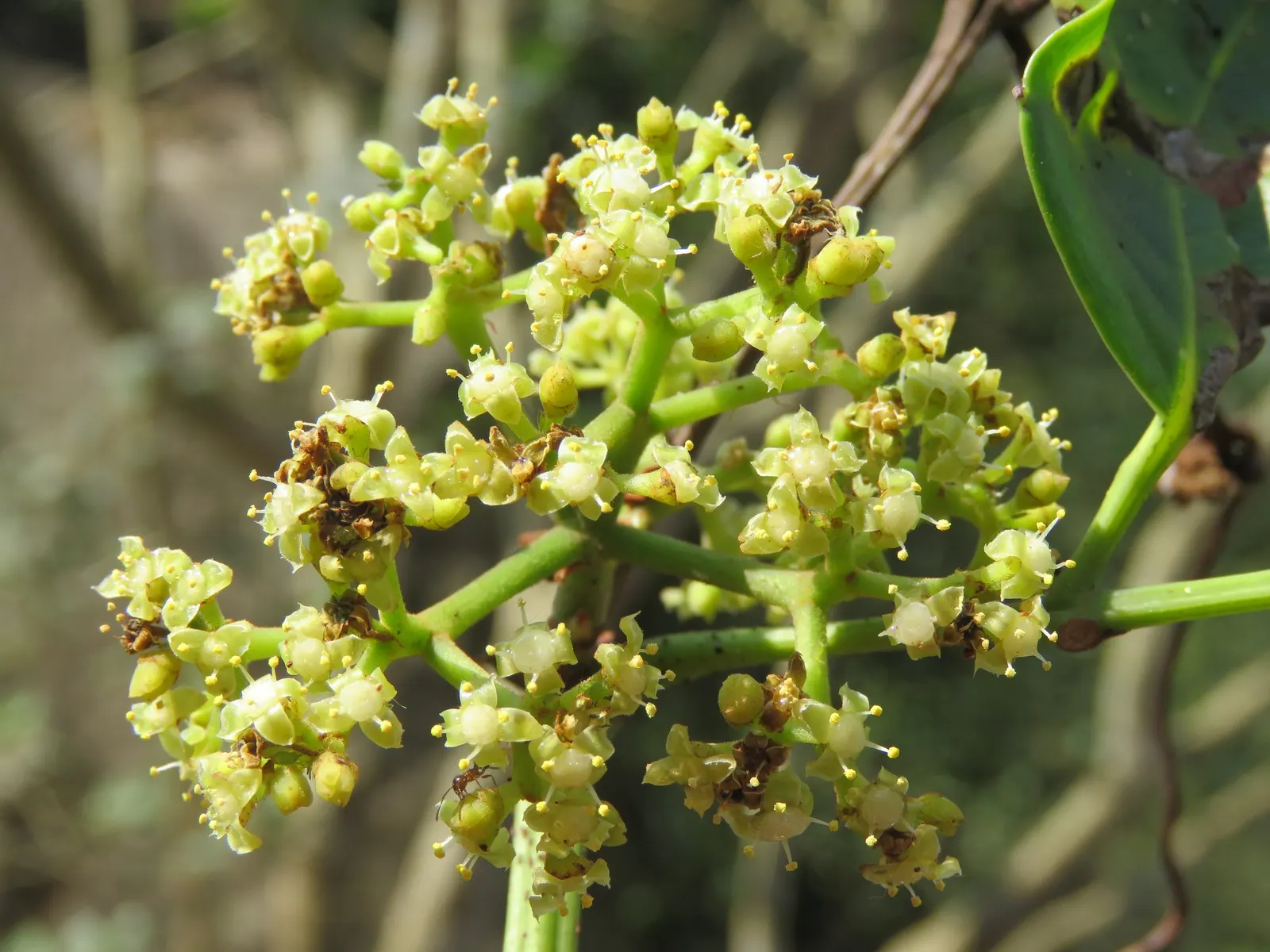 Chestnut Vine (Tetrastigma Voinierianum) — Pruning may be necessary to control its size and encourage a fuller, more manicured look; ideal support structures