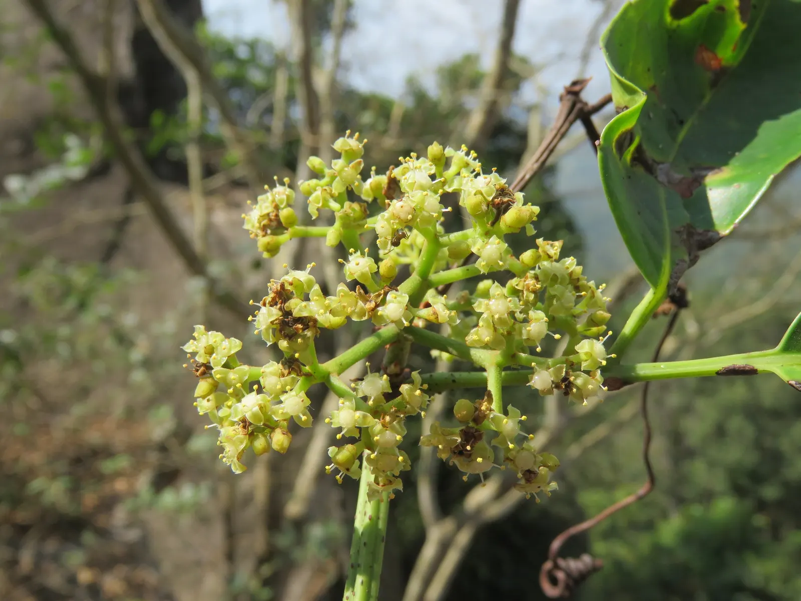 Chestnut Vine (Tetrastigma Voinierianum) — Since it is a climbing vine