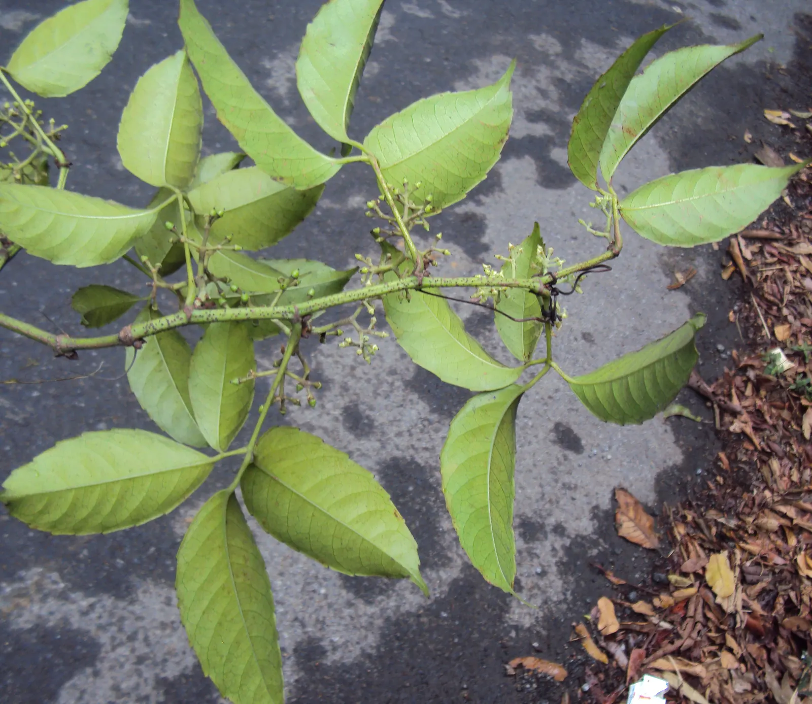 Chestnut Vine (Tetrastigma Voinierianum) — These leaflets radiate in a chestnut-like pattern; regular pruning maintains its shape and encourages, image 62