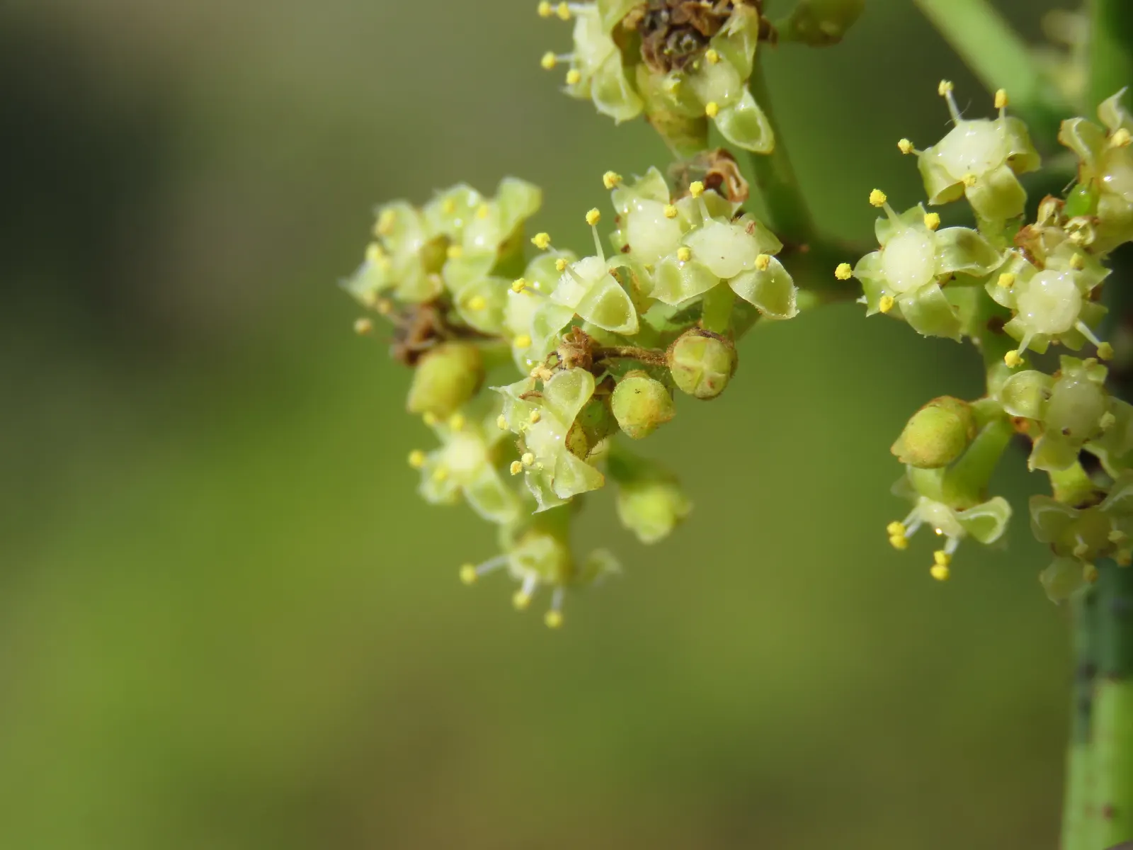 Chestnut Vine (Tetrastigma Voinierianum) — is a vigorous climbing plant with lush; this vine requires sturdy support as it can reach extents of over 20 feet