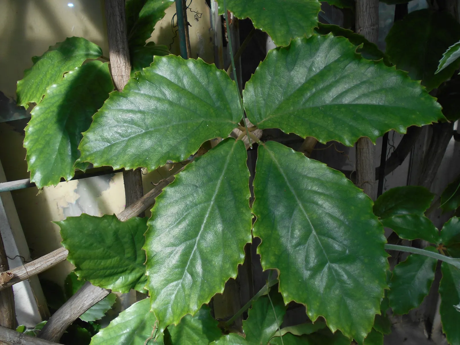 Chestnut Vine (Tetrastigma Voinierianum) — This vigorous vine is well-suited for creating a tropical atmosphere in the landscape