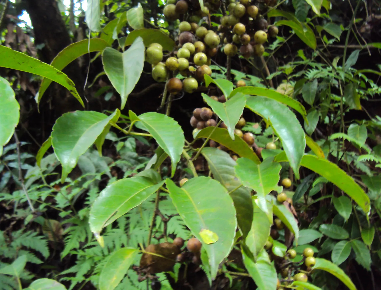 Chestnut Vine (Tetrastigma Voinierianum) — It thrives in well-draining soil and partial to full sun exposure, creating a dense green canopy