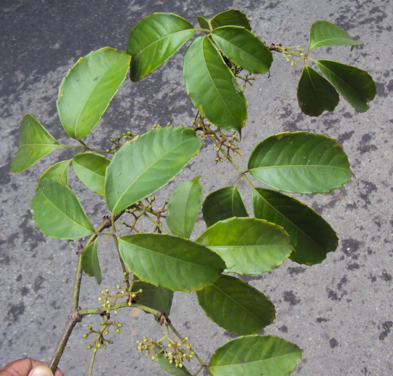Chestnut Vine (Tetrastigma Voinierianum) — vine with white blooms
