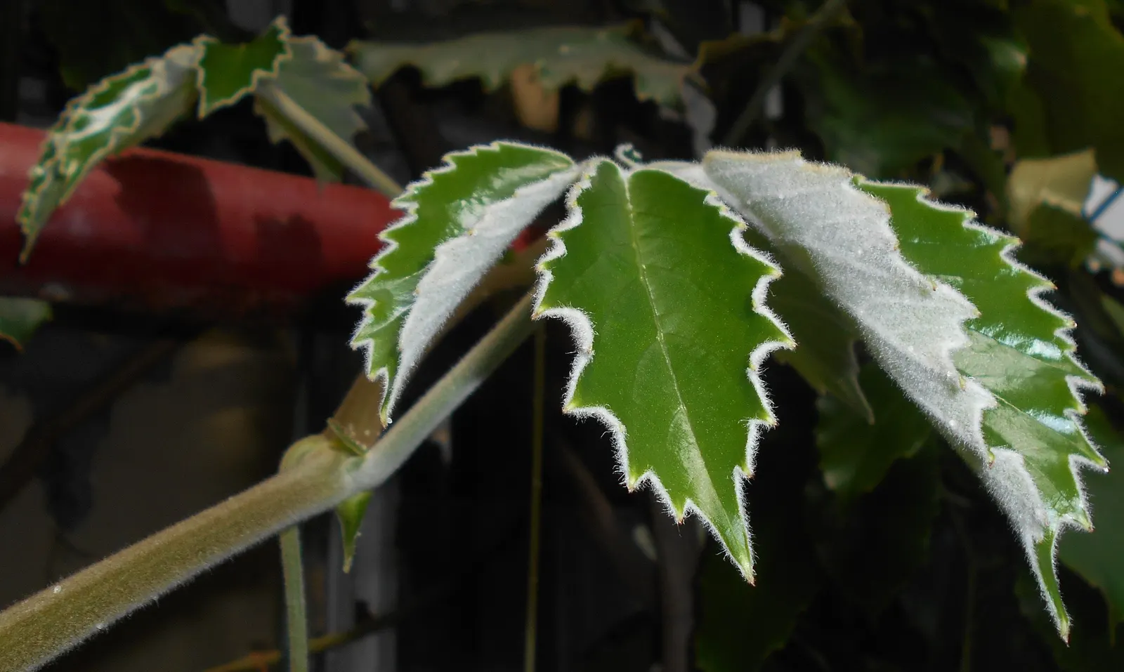 Chestnut Vine (Tetrastigma Voinierianum) — It is a fast-growing species that can reach lengths of over 50 feet if left unpruned; large palmate leaves that can