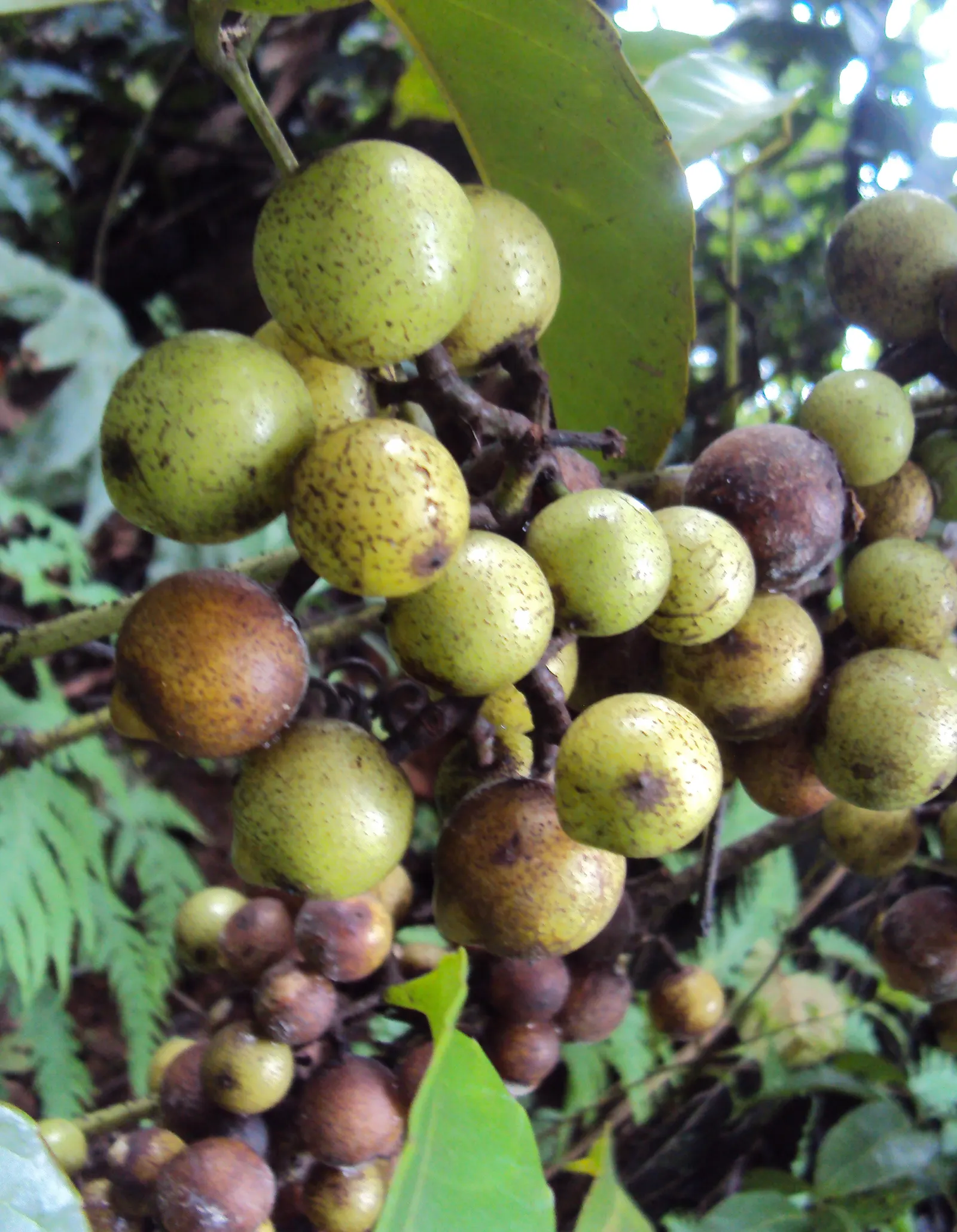Chestnut Vine (Tetrastigma Voinierianum) — Regular pruning maintains its shape and encourages healthy growth; it is important to consider the growth, image 56
