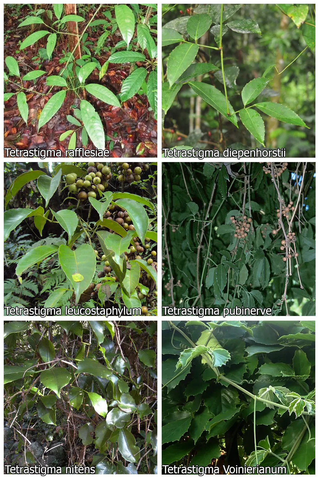Chestnut Vine (Tetrastigma Voinierianum) — hence the common name.<br><br>When creating a landscape design, image 63