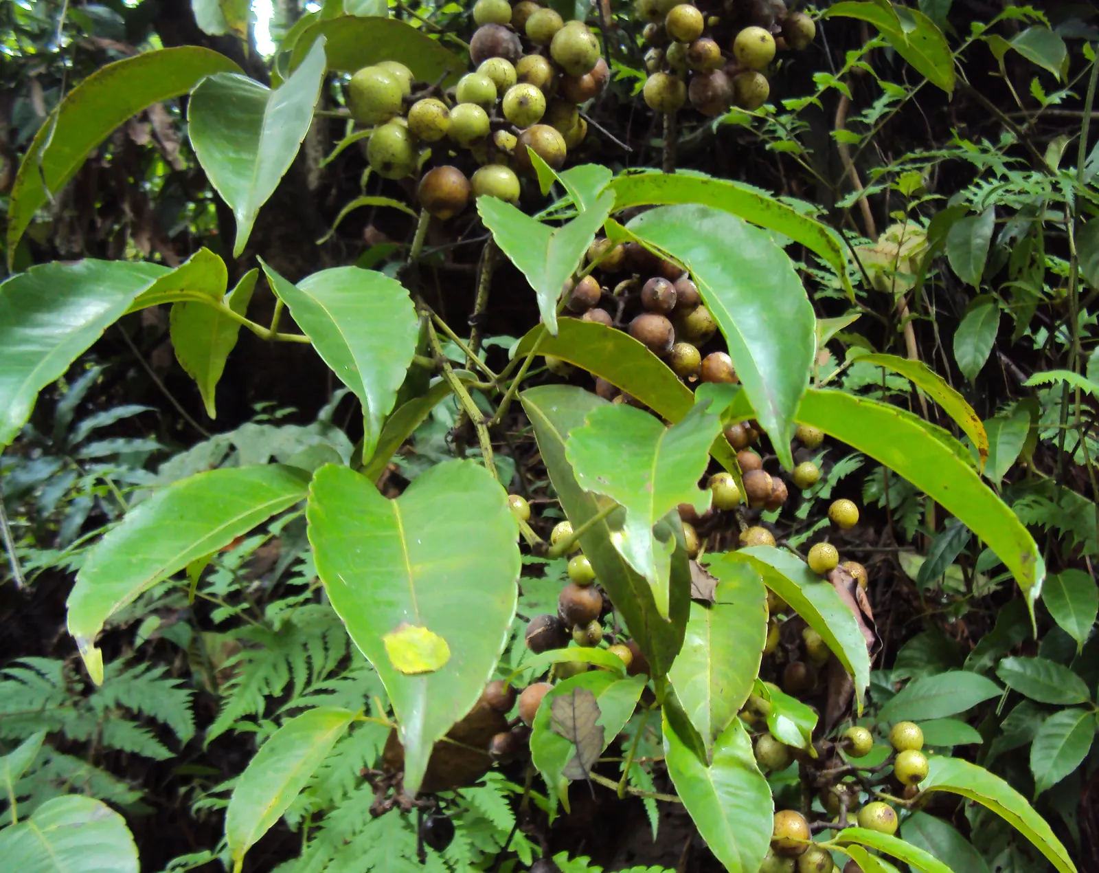 Chestnut Vine (Tetrastigma Voinierianum) — Ideal for tropical-themed landscapes