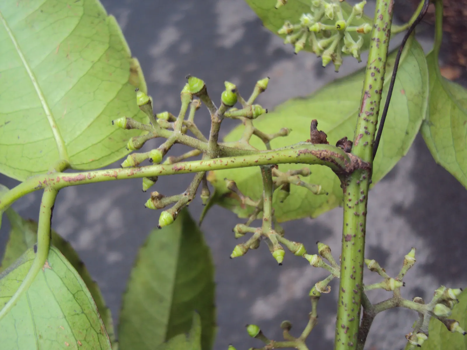 Chestnut Vine (Tetrastigma Voinierianum) — It thrives in well-draining soil and partial to full sun exposure, creating a dense green canopy; scientifically