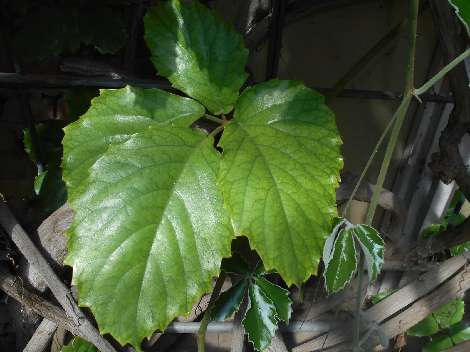 Chestnut Vine (Tetrastigma Voinierianum) — or walls to accommodate its twining habit; white flowers in the garden