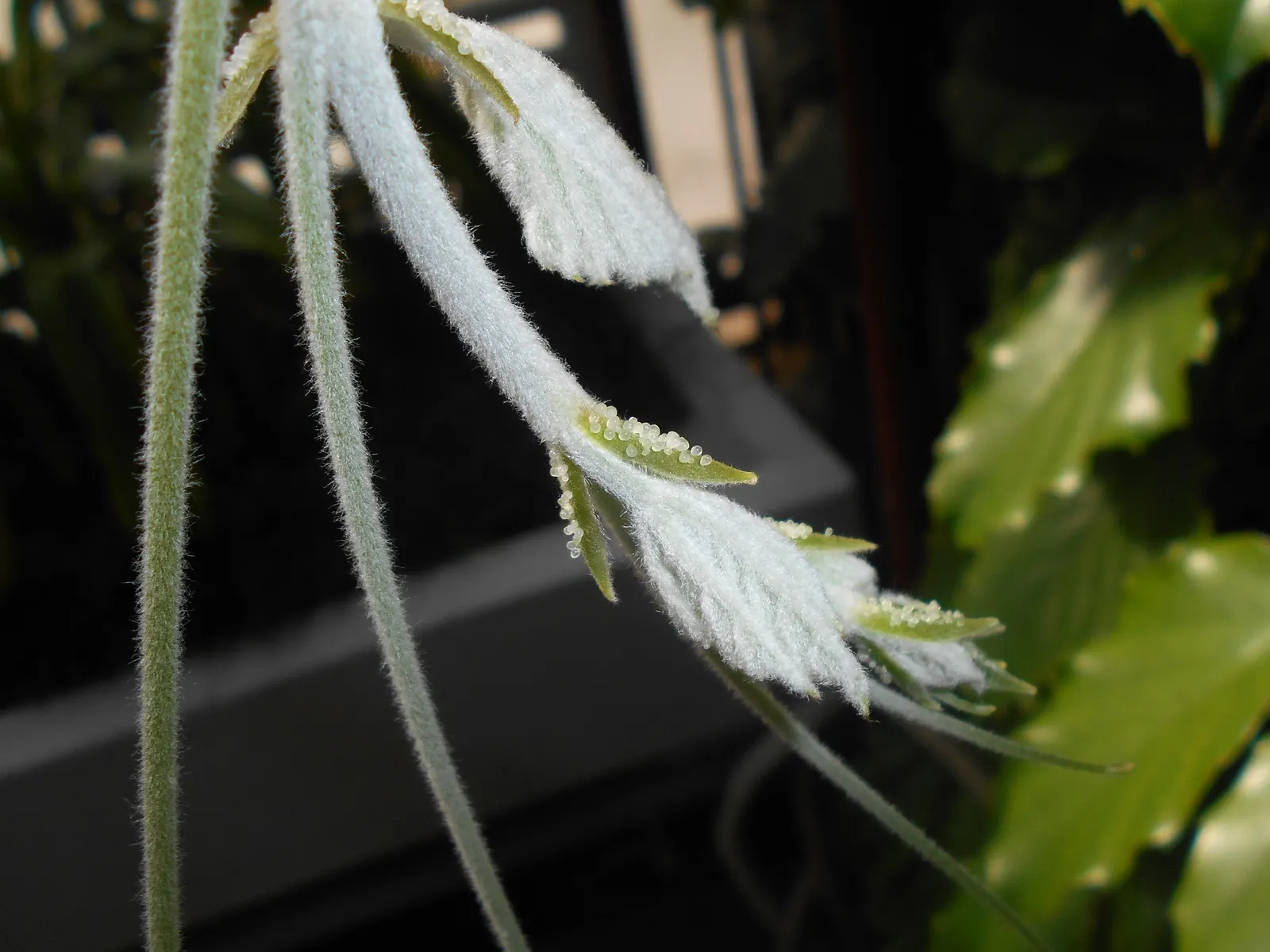 Chestnut Vine (Tetrastigma Voinierianum) — scientifically named Tetrastigma voinierianum; pruning may be necessary to control its size and encourage a fuller