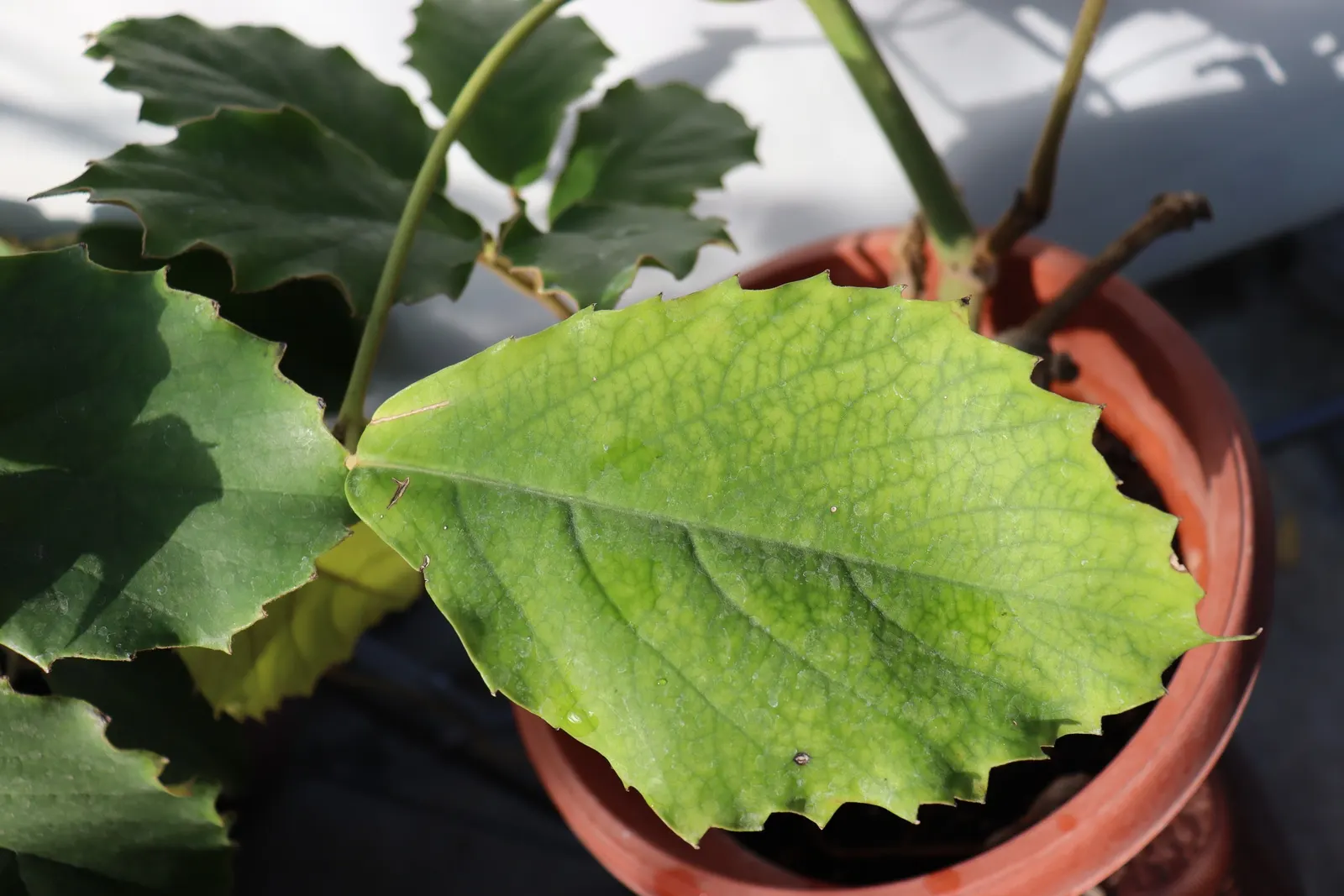 Chestnut Vine (Tetrastigma Voinierianum) — It is a fast-growing species that can reach lengths of over 50 feet if left unpruned