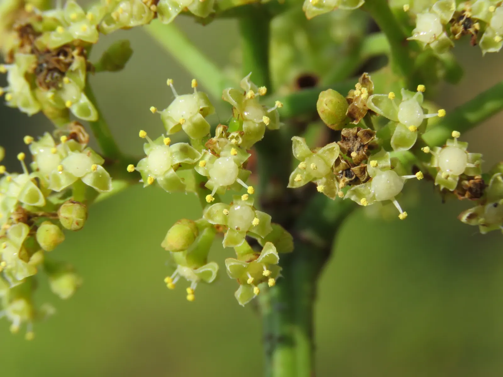 Chestnut Vine (Tetrastigma Voinierianum) — Ideal for tropical-themed landscapes; or walls to accommodate its twining habit, image 53