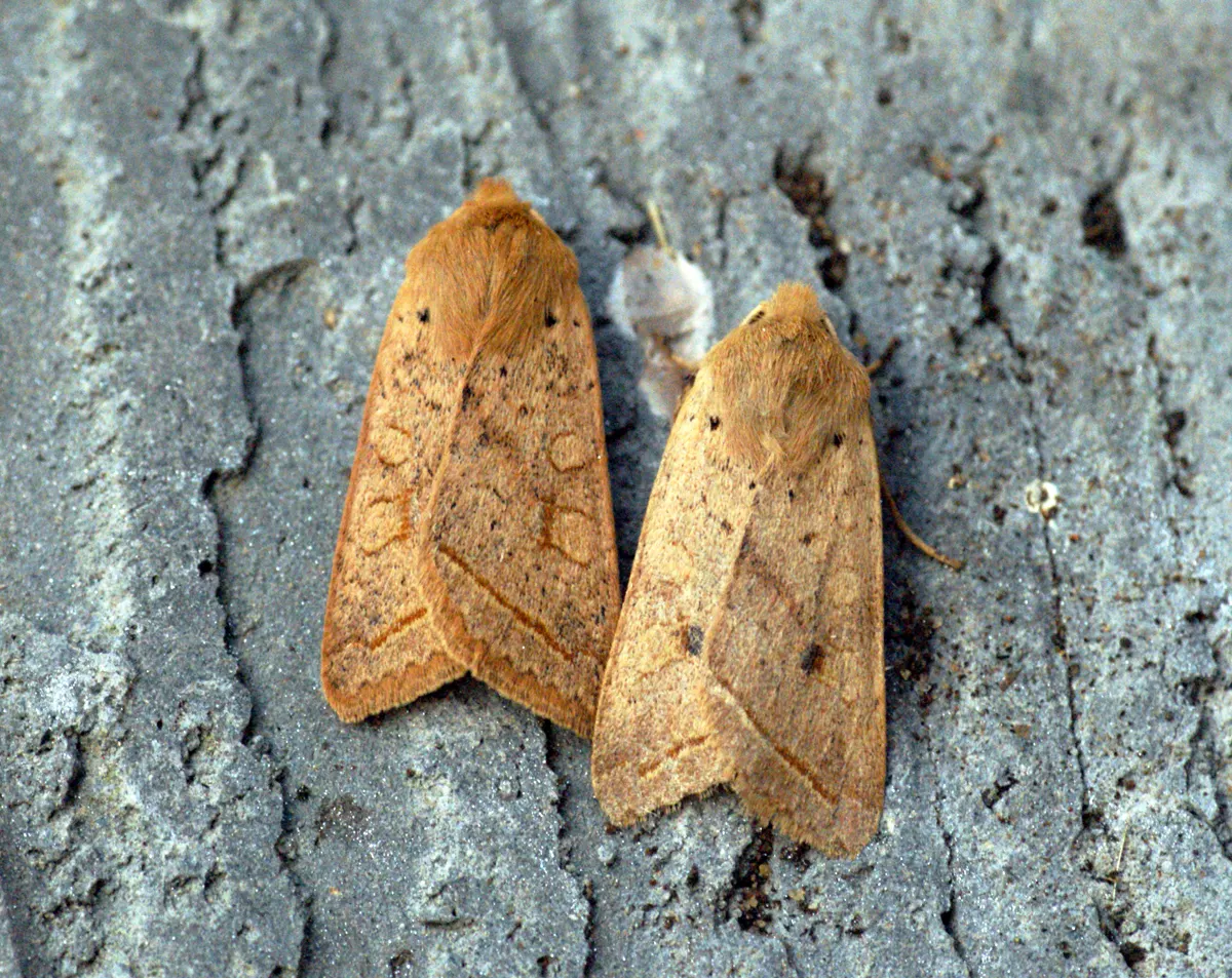 Chestnut Vine (Tetrastigma Voinierianum) — it is important to consider the growth characteristics of the Chestnut Vine; it's worth noting that in the right