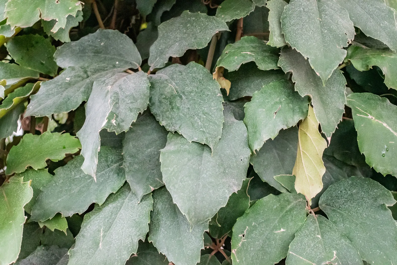 Chestnut Vine (Tetrastigma Voinierianum) — it requires sturdy support structures such as arbors