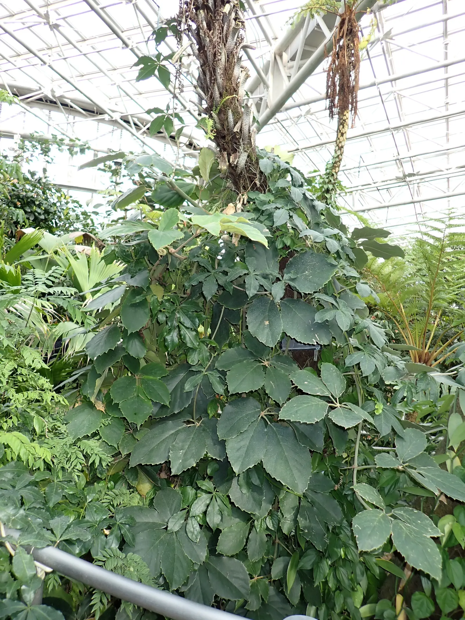 Chestnut Vine (Tetrastigma Voinierianum) — vine for deep shade or half or shade