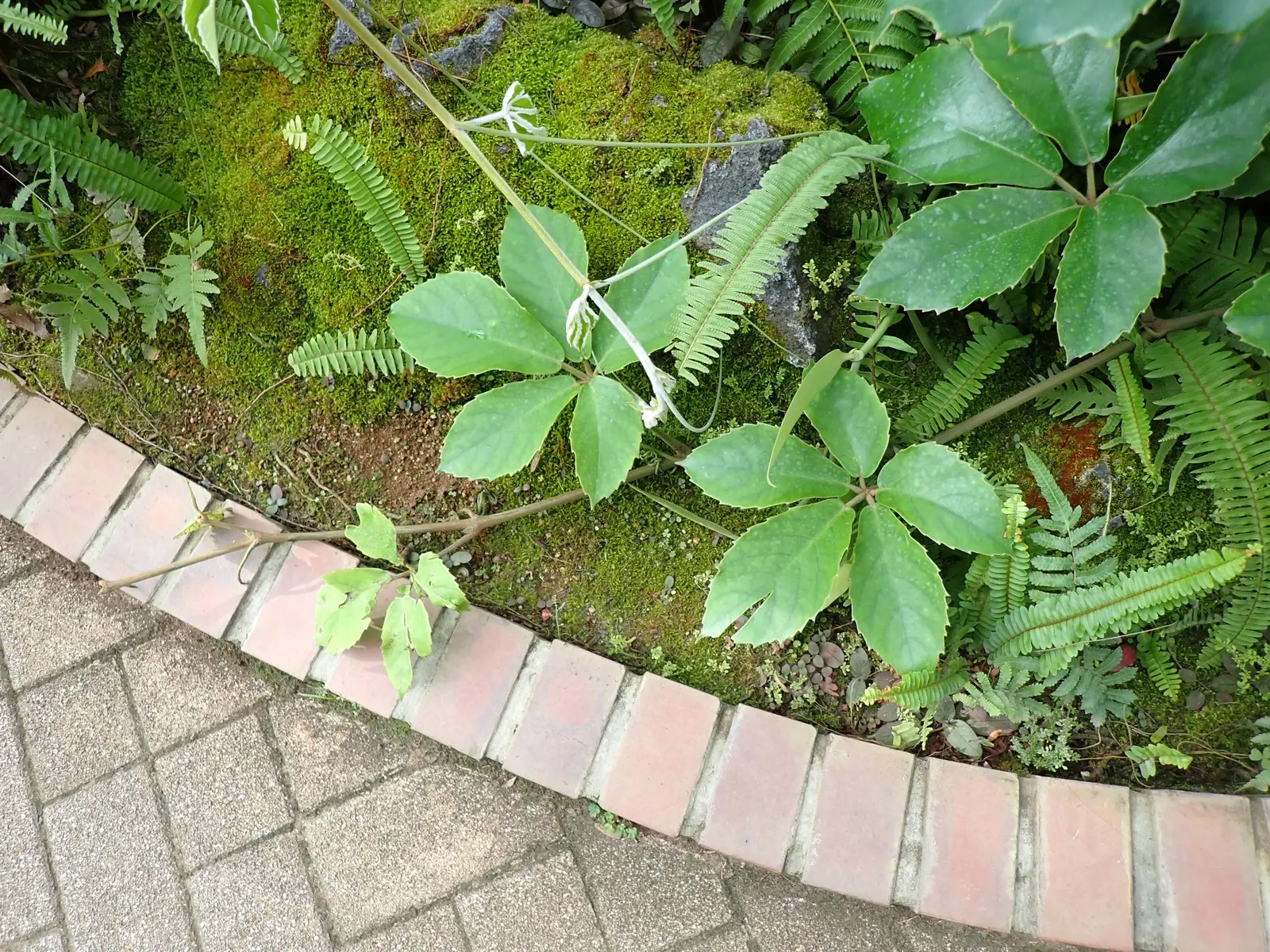 Chestnut Vine (Tetrastigma Voinierianum) — large palmate leaves that can measure up to 12 inches across; each leaf comprised of five to seven pointed