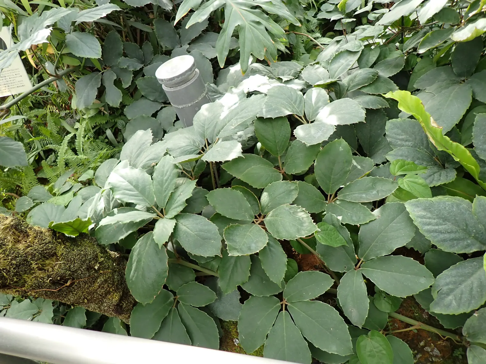 Chestnut Vine (Tetrastigma Voinierianum) — hence the common name.<br><br>When creating a landscape design