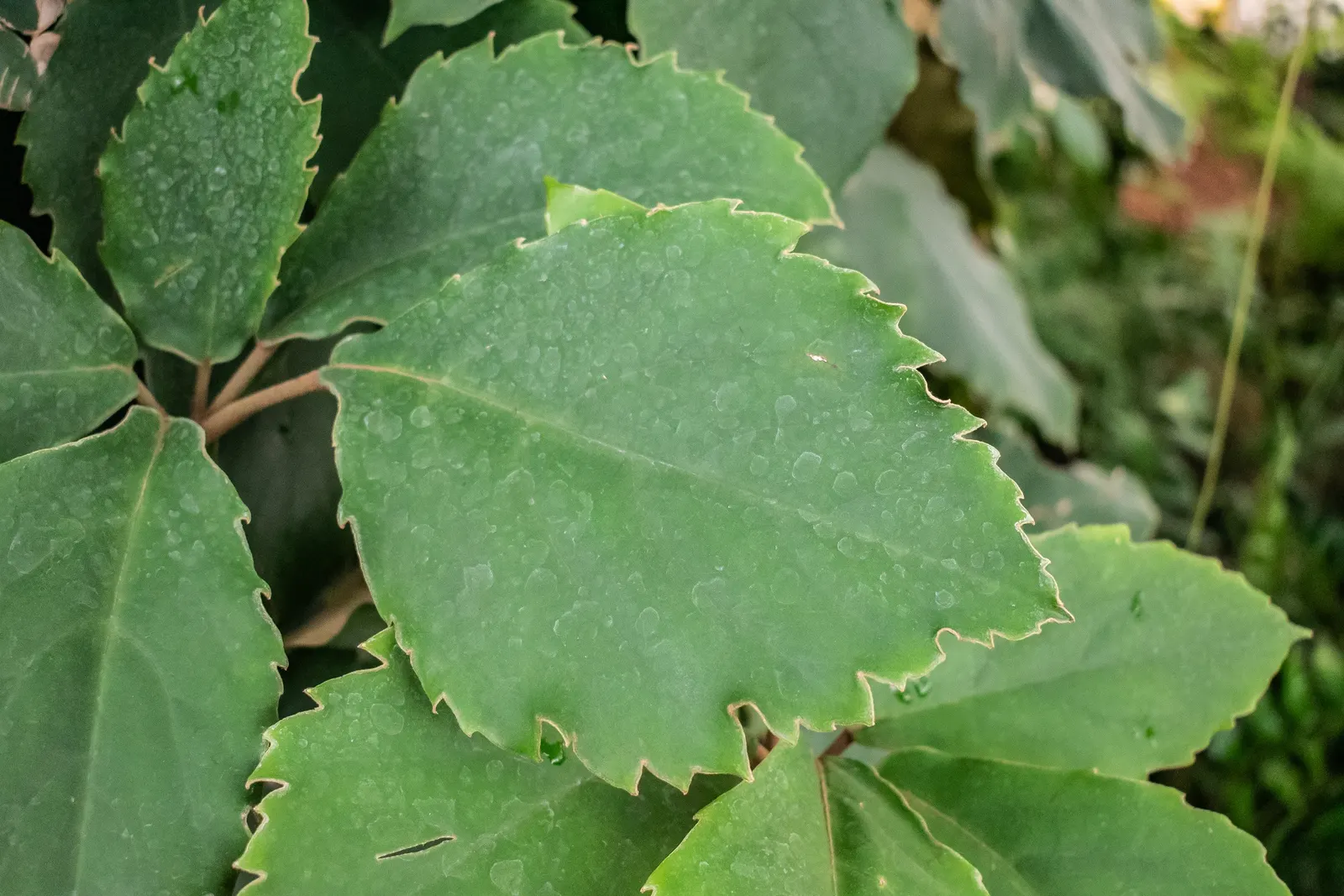 Chestnut Vine (Tetrastigma Voinierianum) — This vigorous vine is well-suited for creating a tropical atmosphere in the landscape; palmate leaves that span an