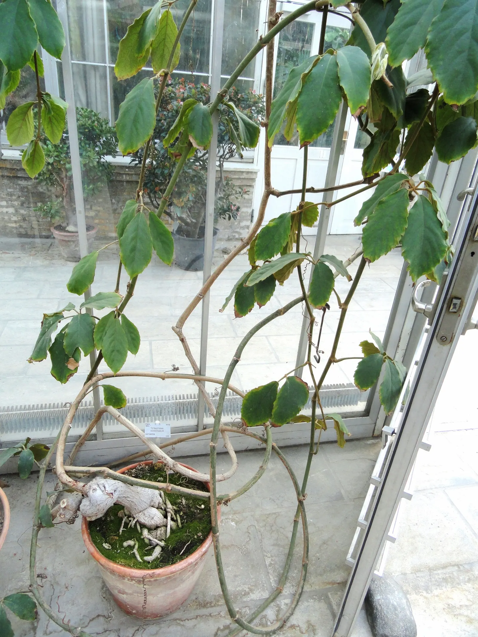 Chestnut Vine (Tetrastigma Voinierianum) — it is important to consider the growth characteristics of the Chestnut Vine; it's worth noting that in, image 64