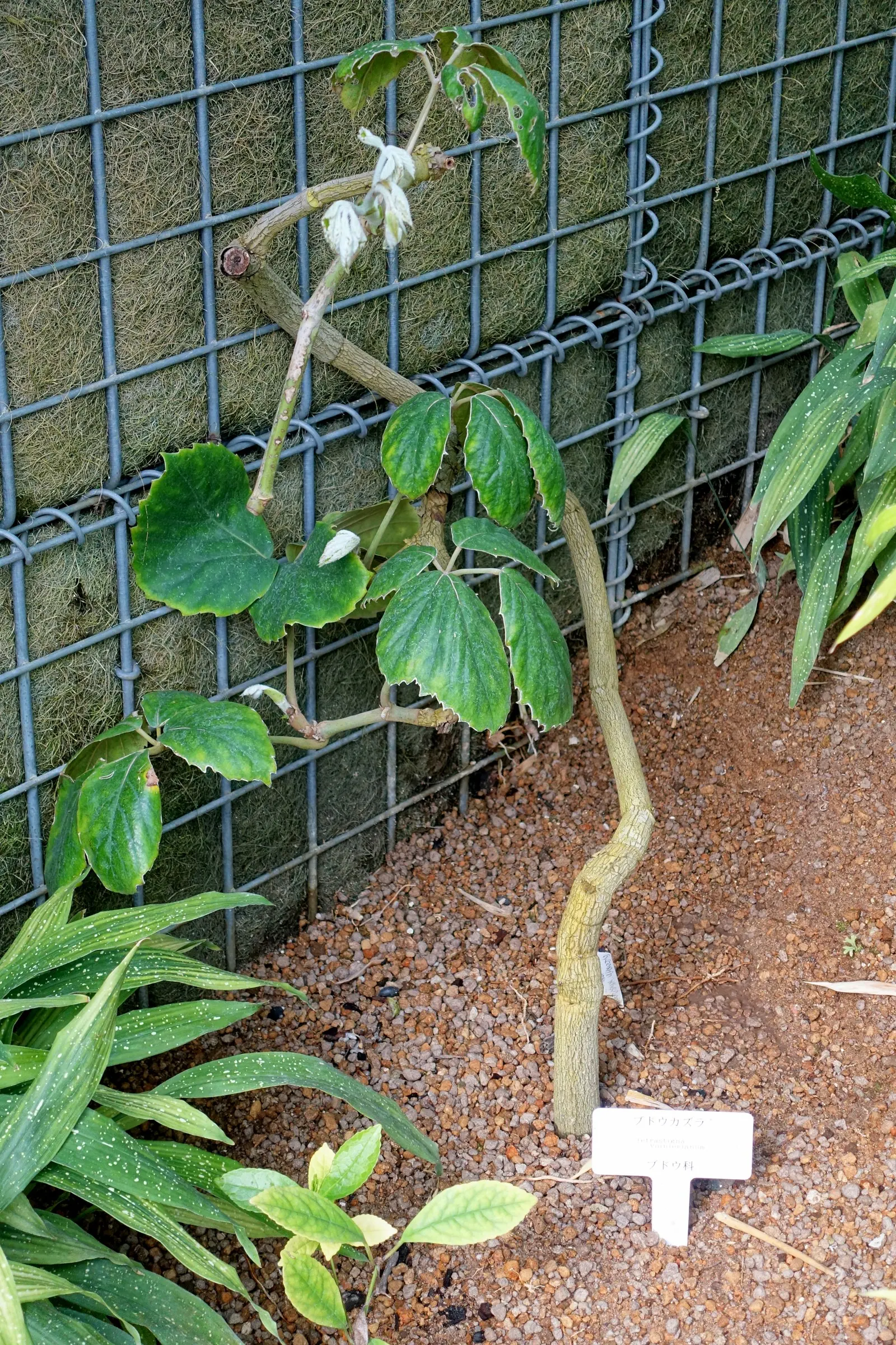 Chestnut Vine (Tetrastigma Voinierianum) — These leaflets radiate in a chestnut-like pattern; regular pruning maintains its shape and encourages healthy growth