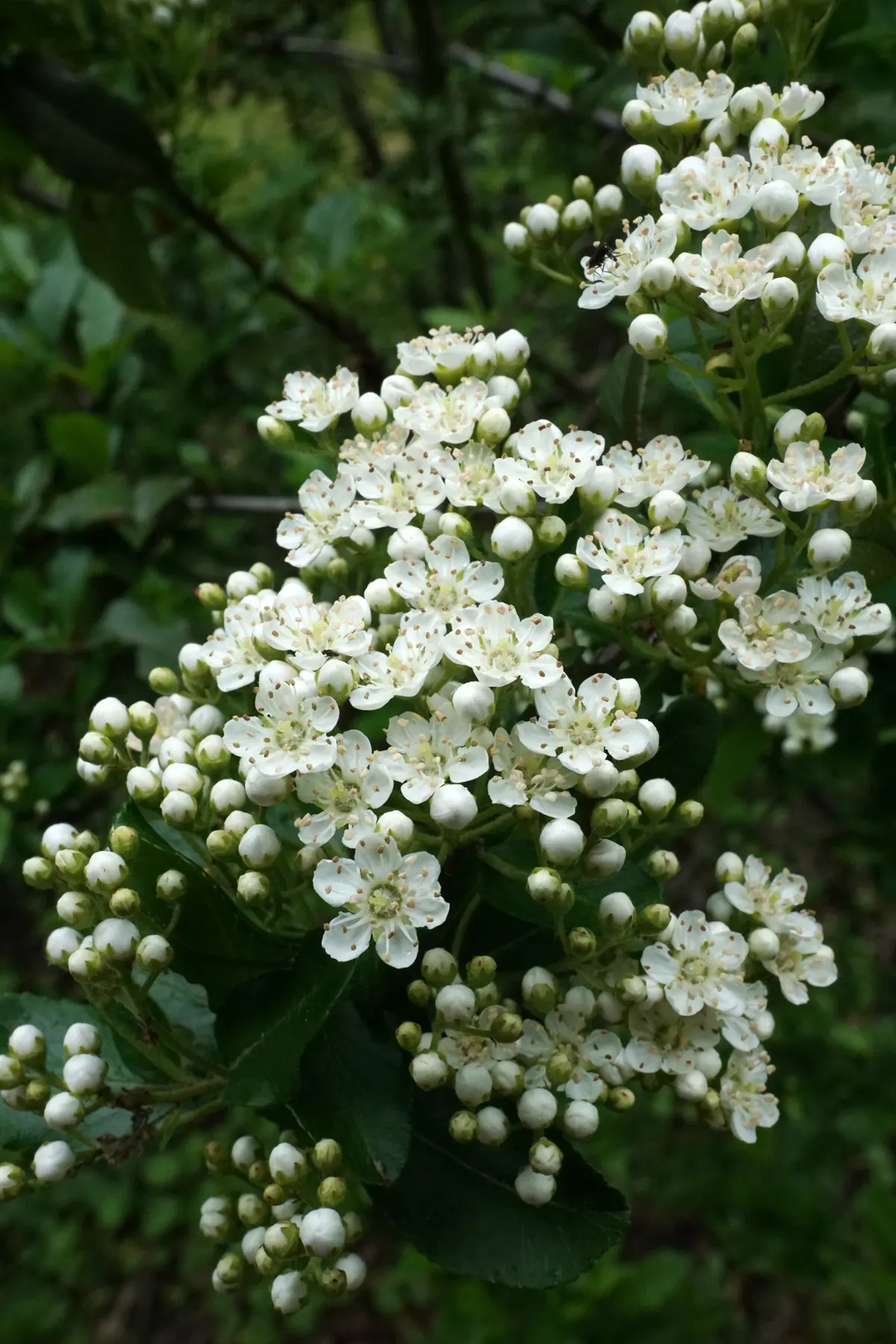 Lalandei Pyracantha (Pyracantha Coccinea 'Lalandei') — reaching up to 12 feet in height and 10 feet in width