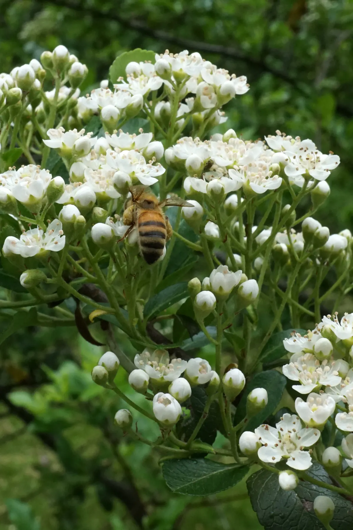 Lalandei Pyracantha (Pyracantha Coccinea 'Lalandei') — is an evergreen shrub with a dense