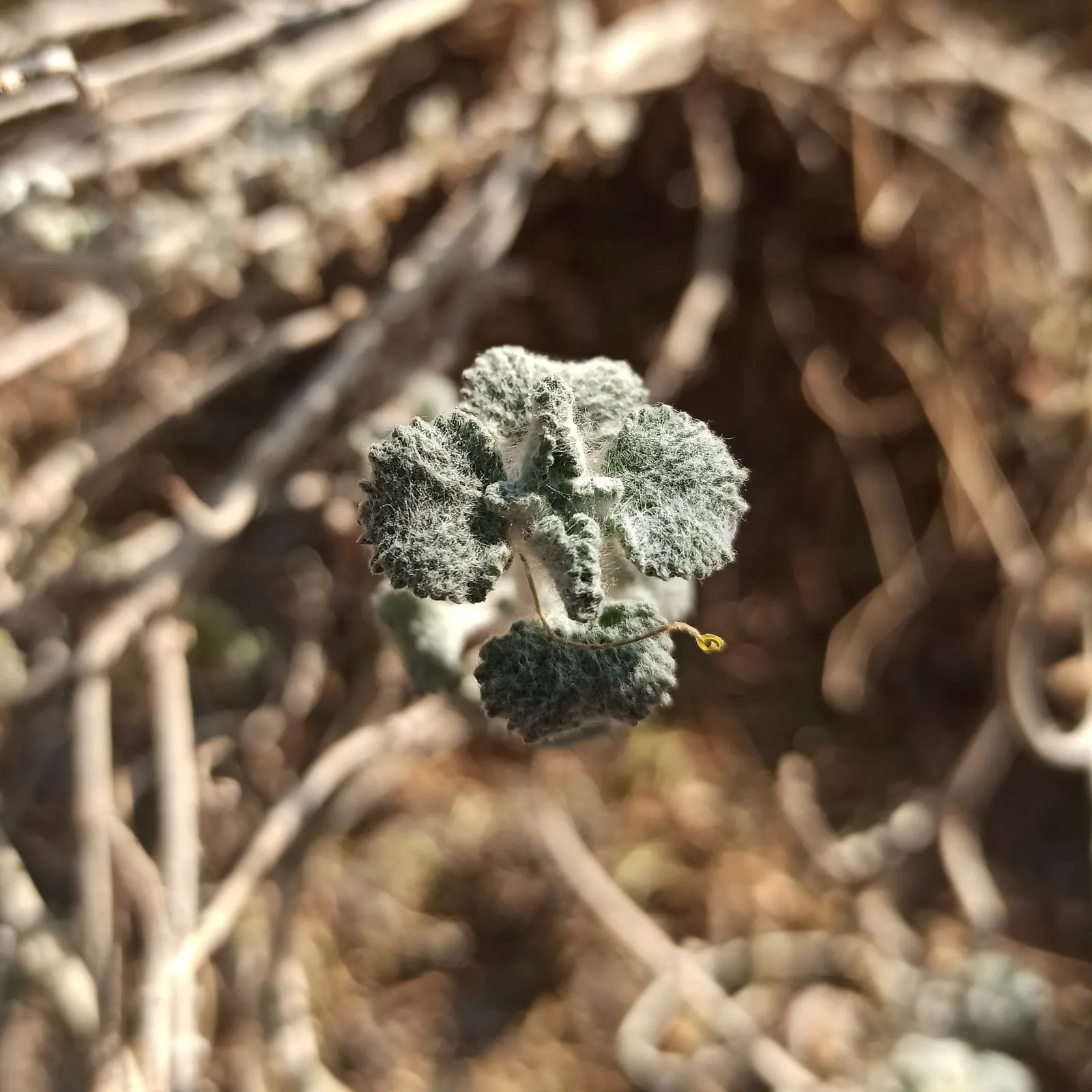 Green Horehound (Marrubium vulgare 'All Hallows Green') — Besides its ornamental value