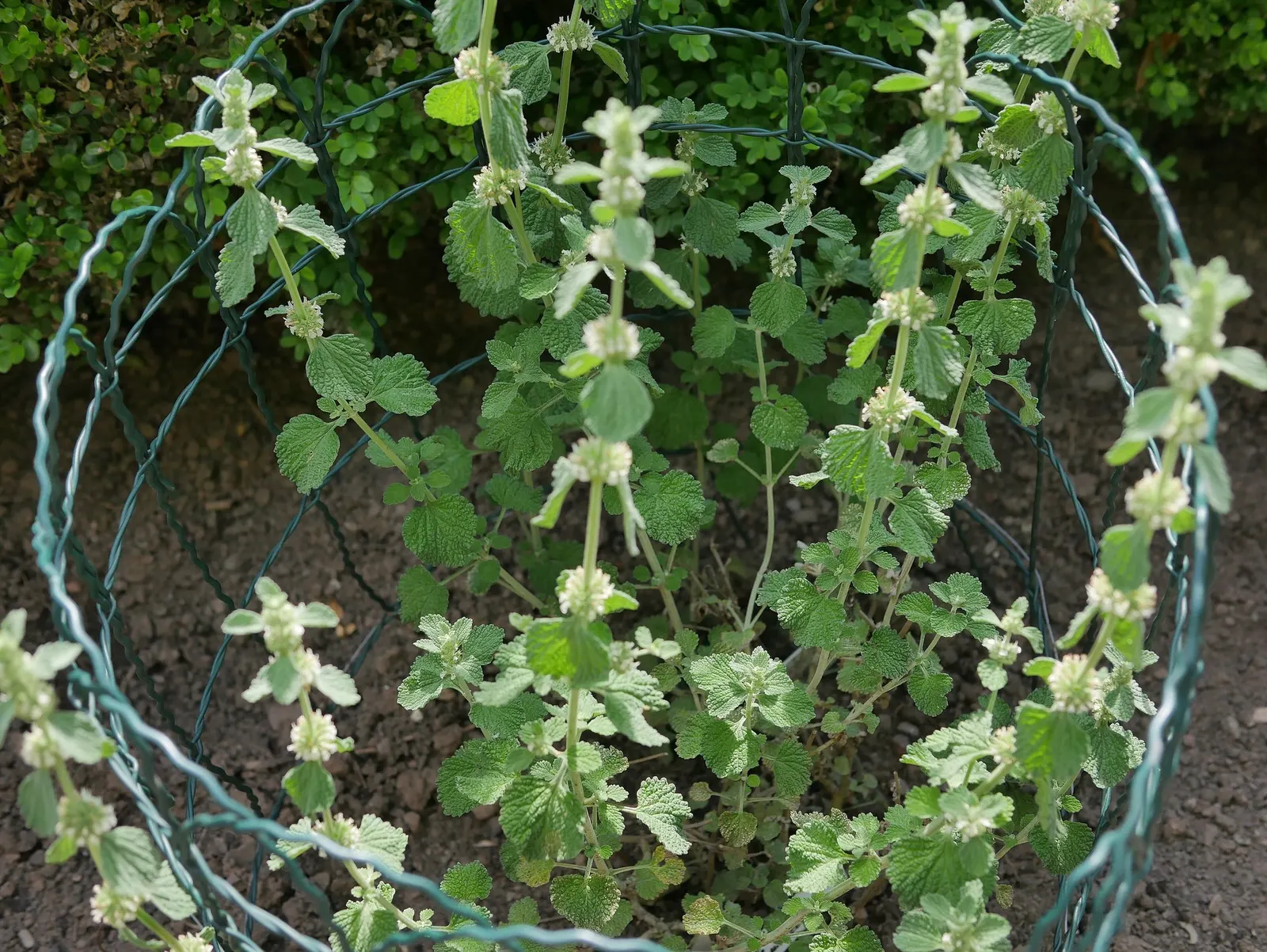 Green Horehound (Marrubium vulgare 'All Hallows Green') — though it benefits from a light trimming after flowering to maintain its compact form