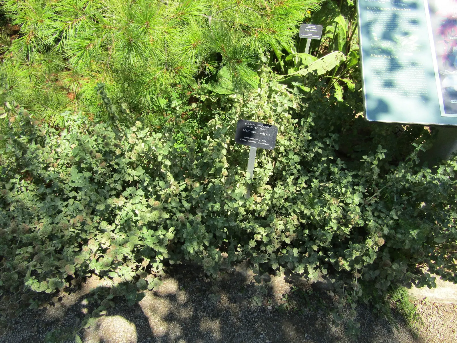 Green Horehound (Marrubium vulgare 'All Hallows Green') — This robust plant reaches up to 2 feet in height and spreads approximately 24 inches wide