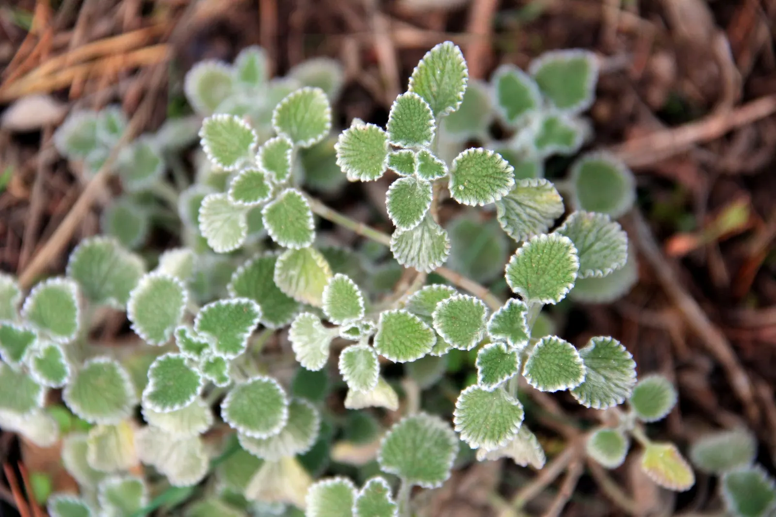 Green Horehound (Marrubium vulgare 'All Hallows Green') — growing to a height of 12 to 24 inches and spreading up to 24 inches wide
