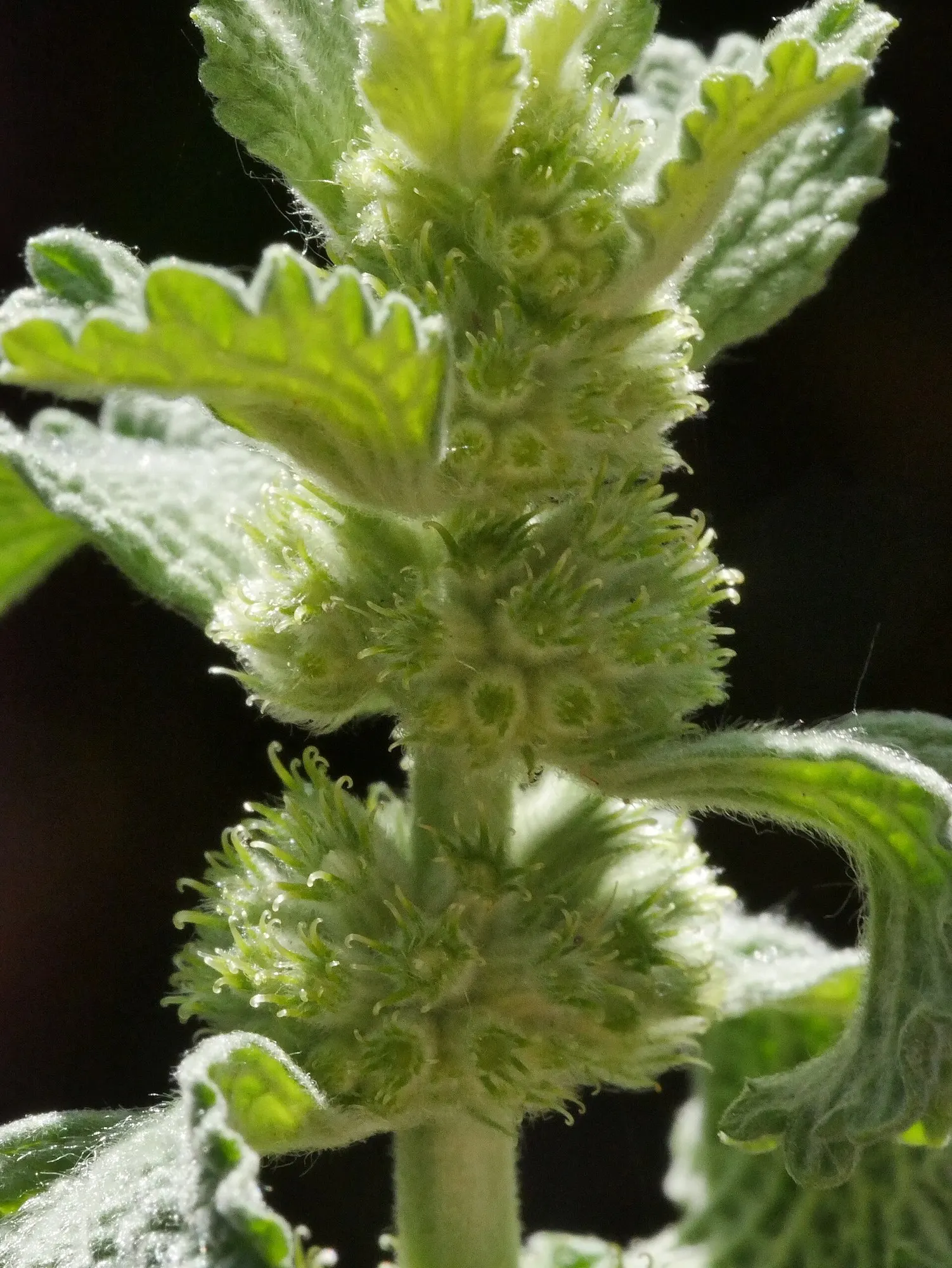 Green Horehound (Marrubium vulgare 'All Hallows Green') — mint-like leaves and white